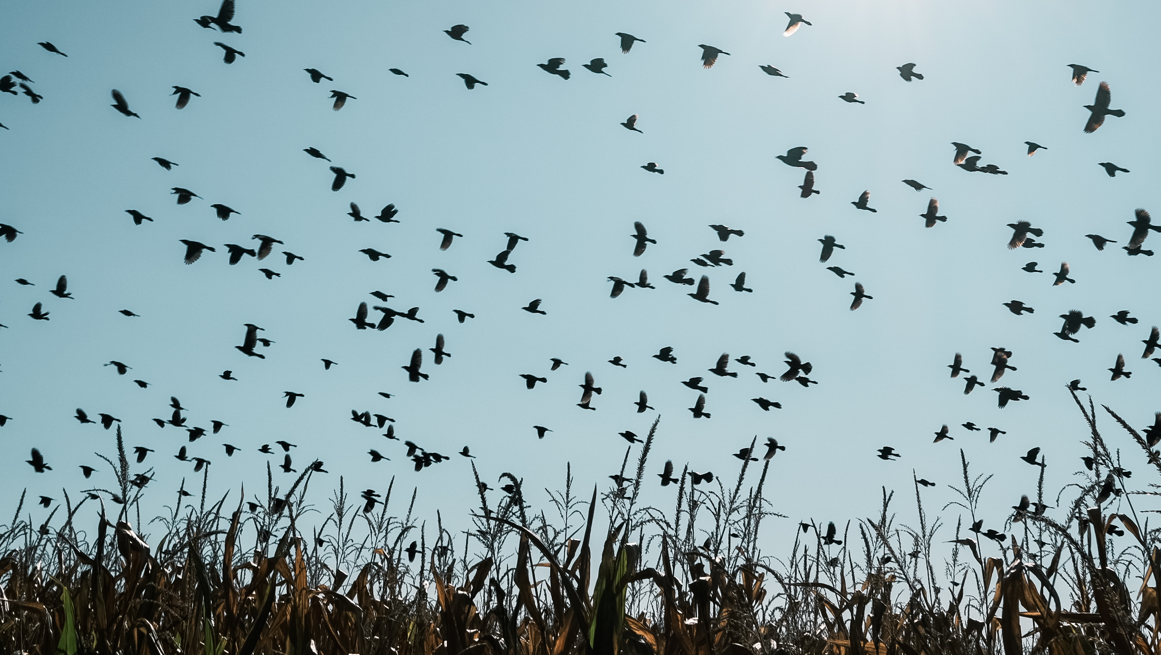 The Birds
