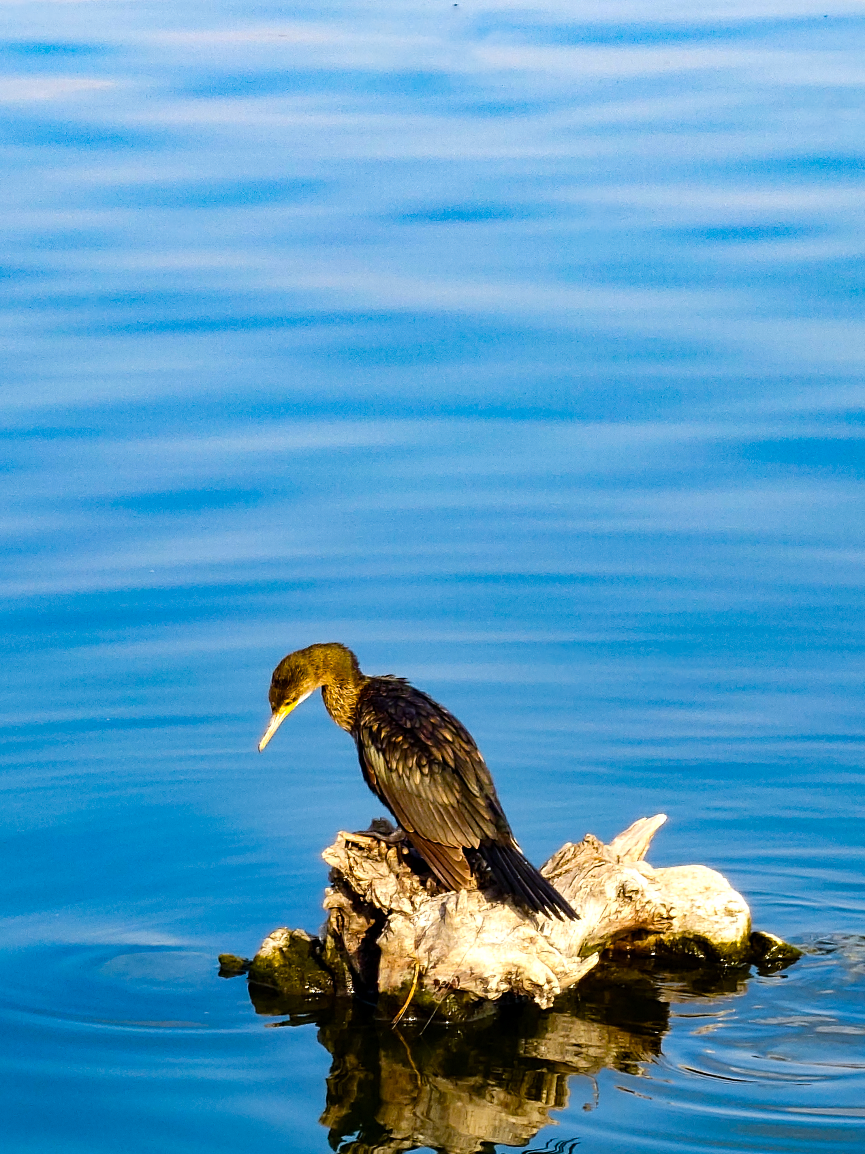 Wings of Solitude #26