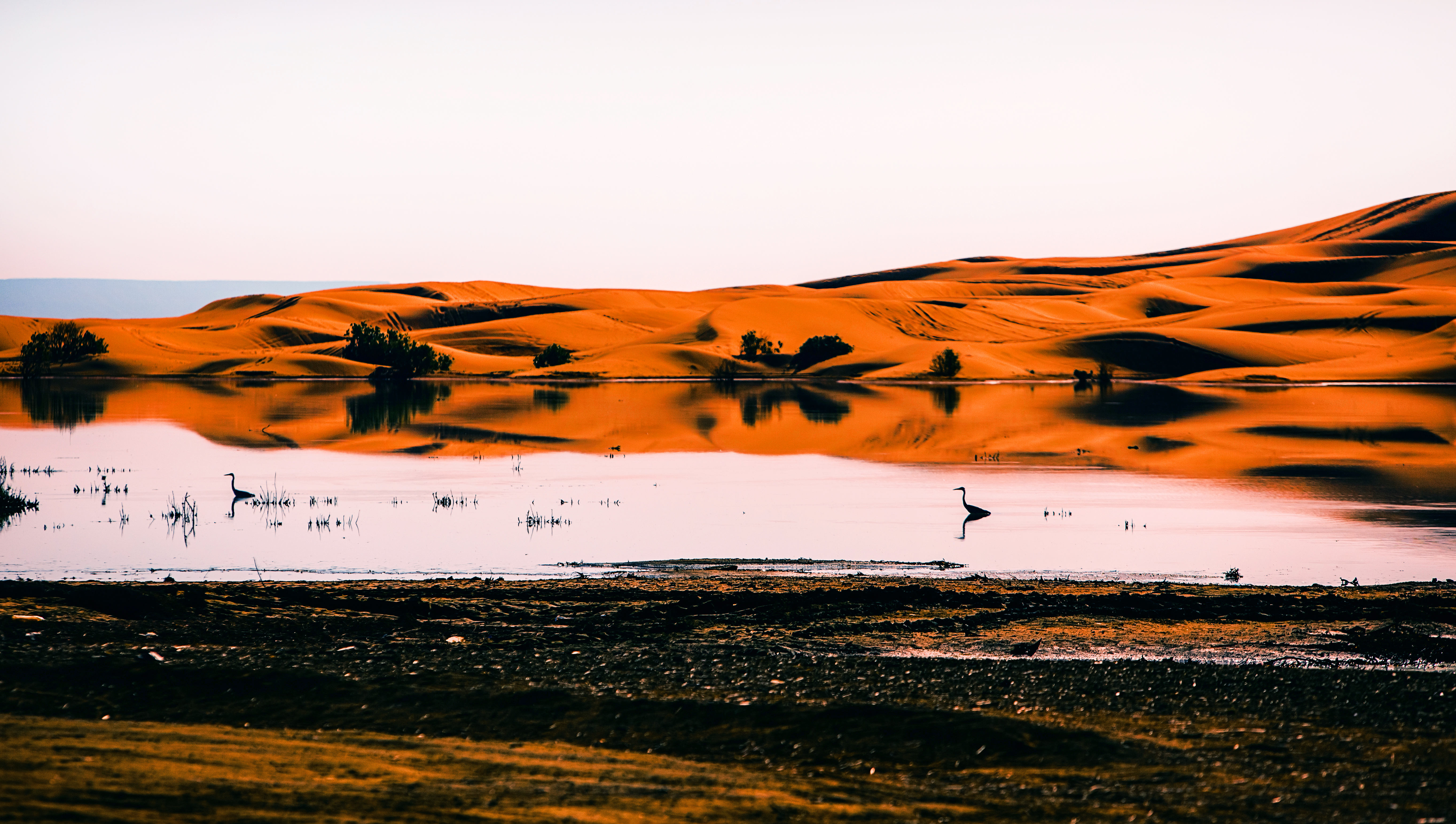 Birds of the Sahara #88