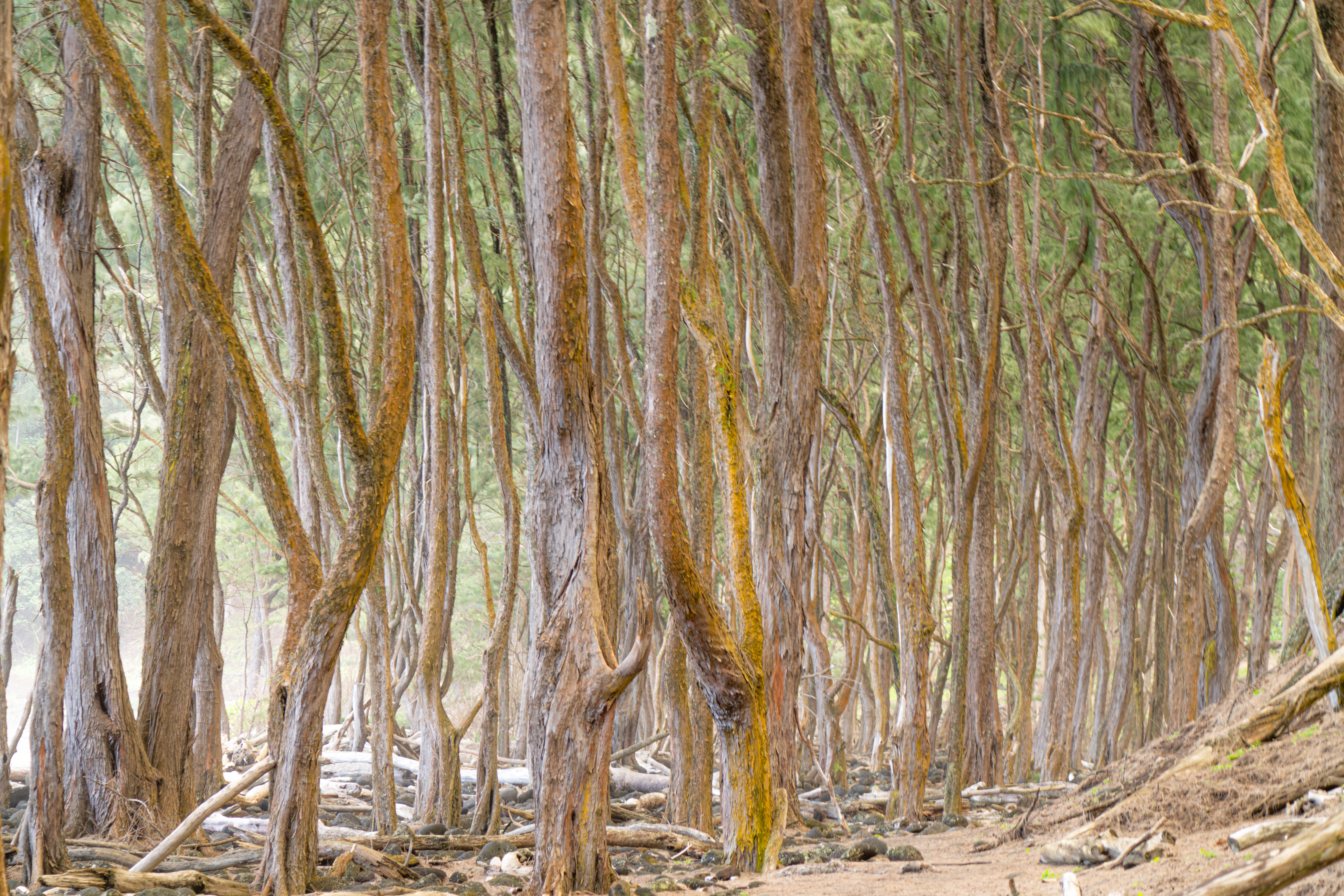 forest through the trees