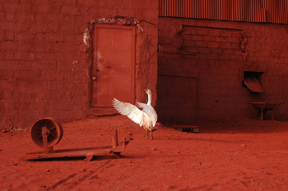 Goose Dream - Number One