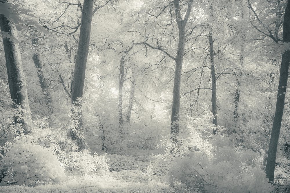 WHITE WOODS