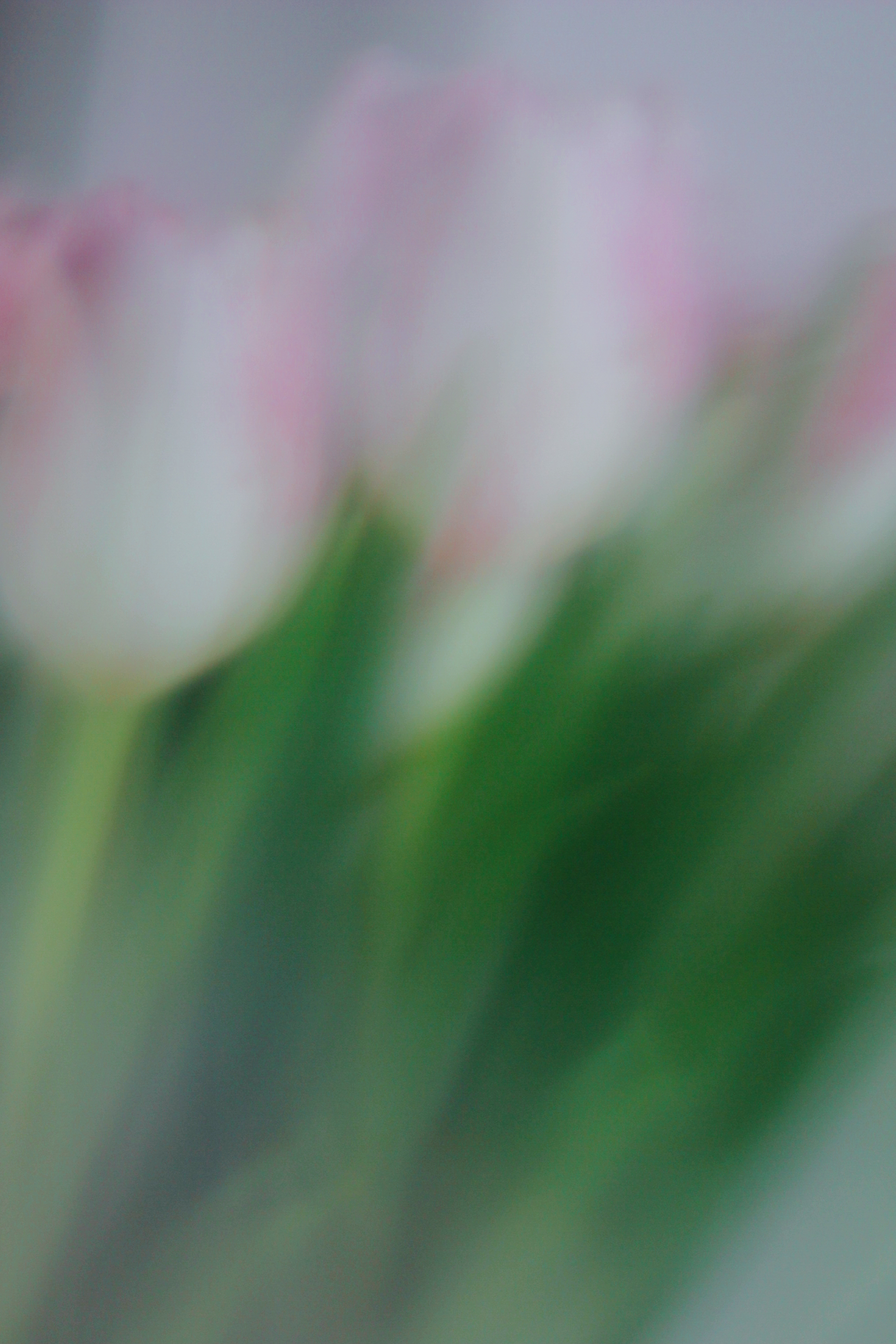 tulipani💕🌷