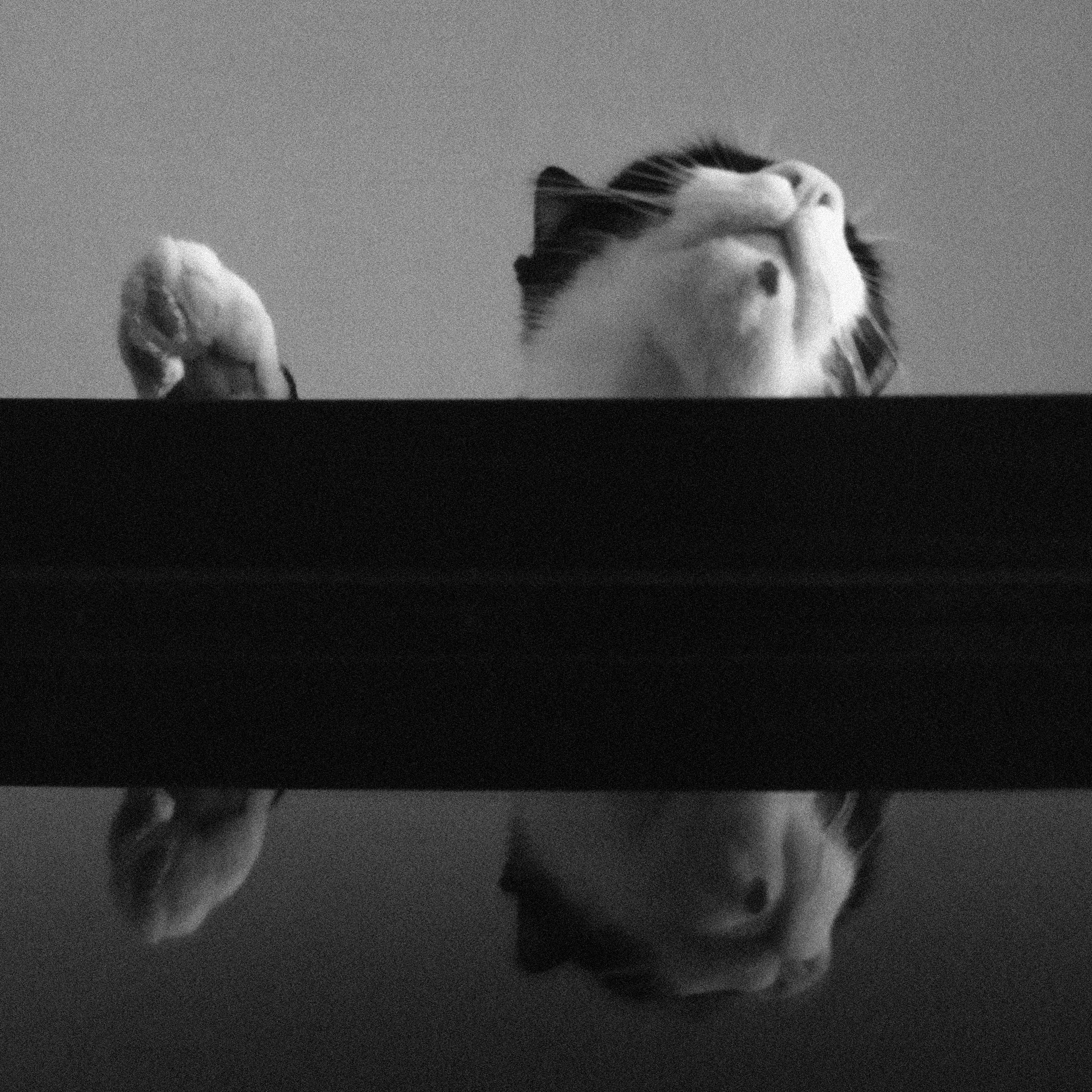 Meoooow