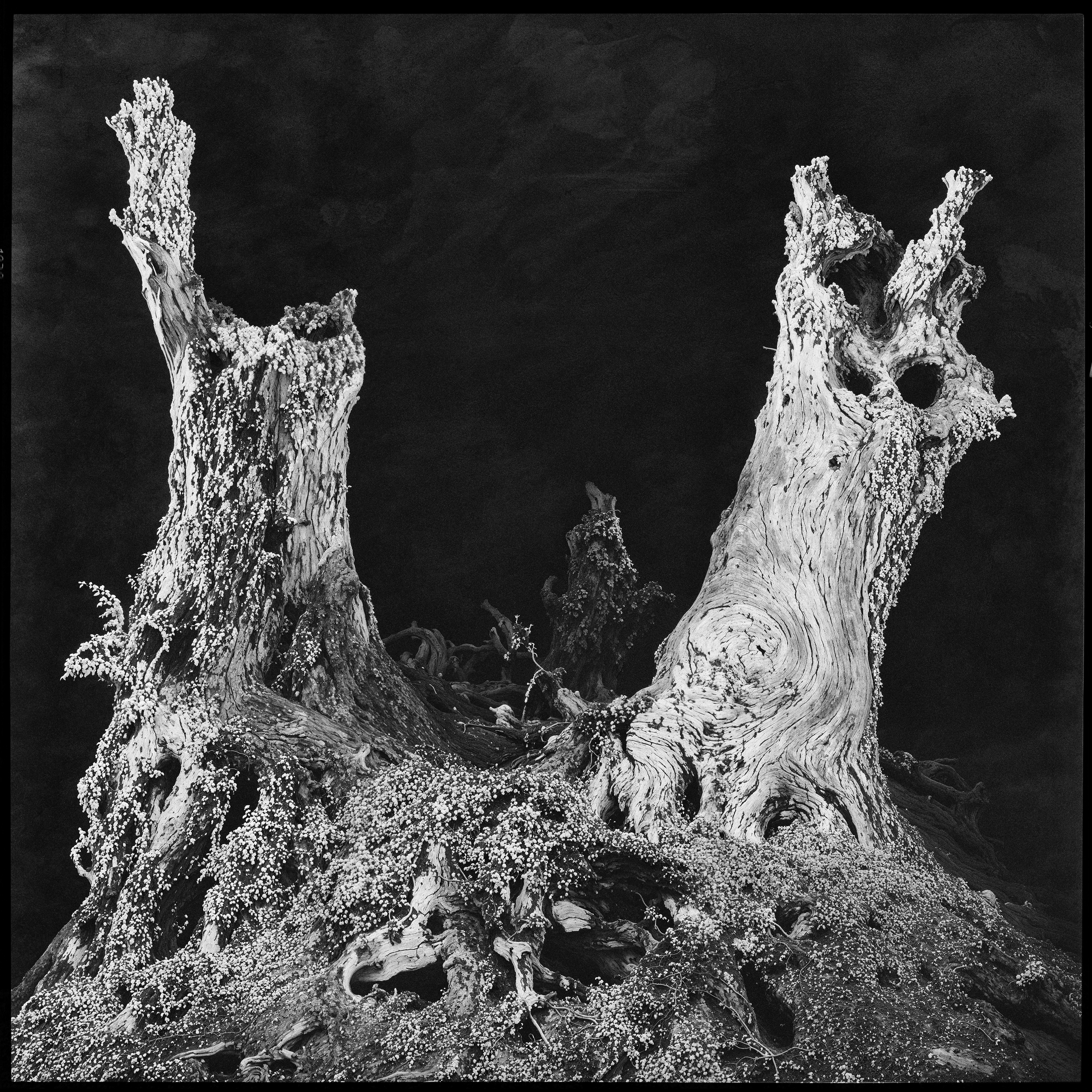"roots and branches" #35
