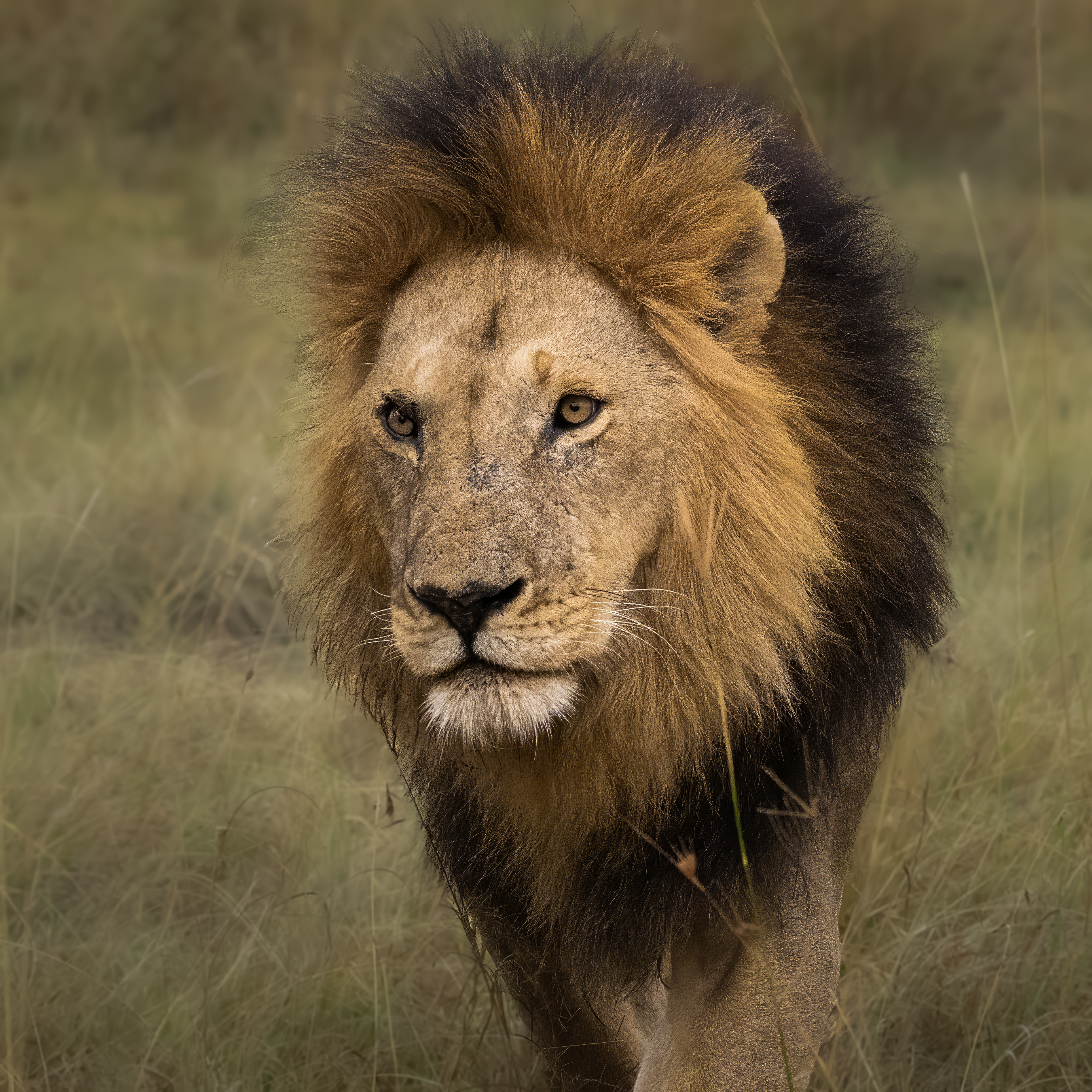 Mufasa