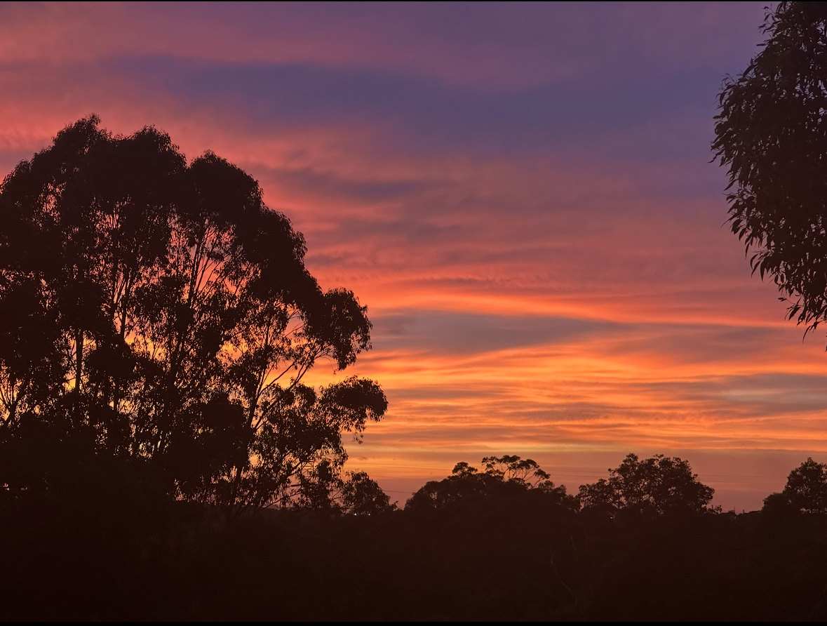 Morning glory
