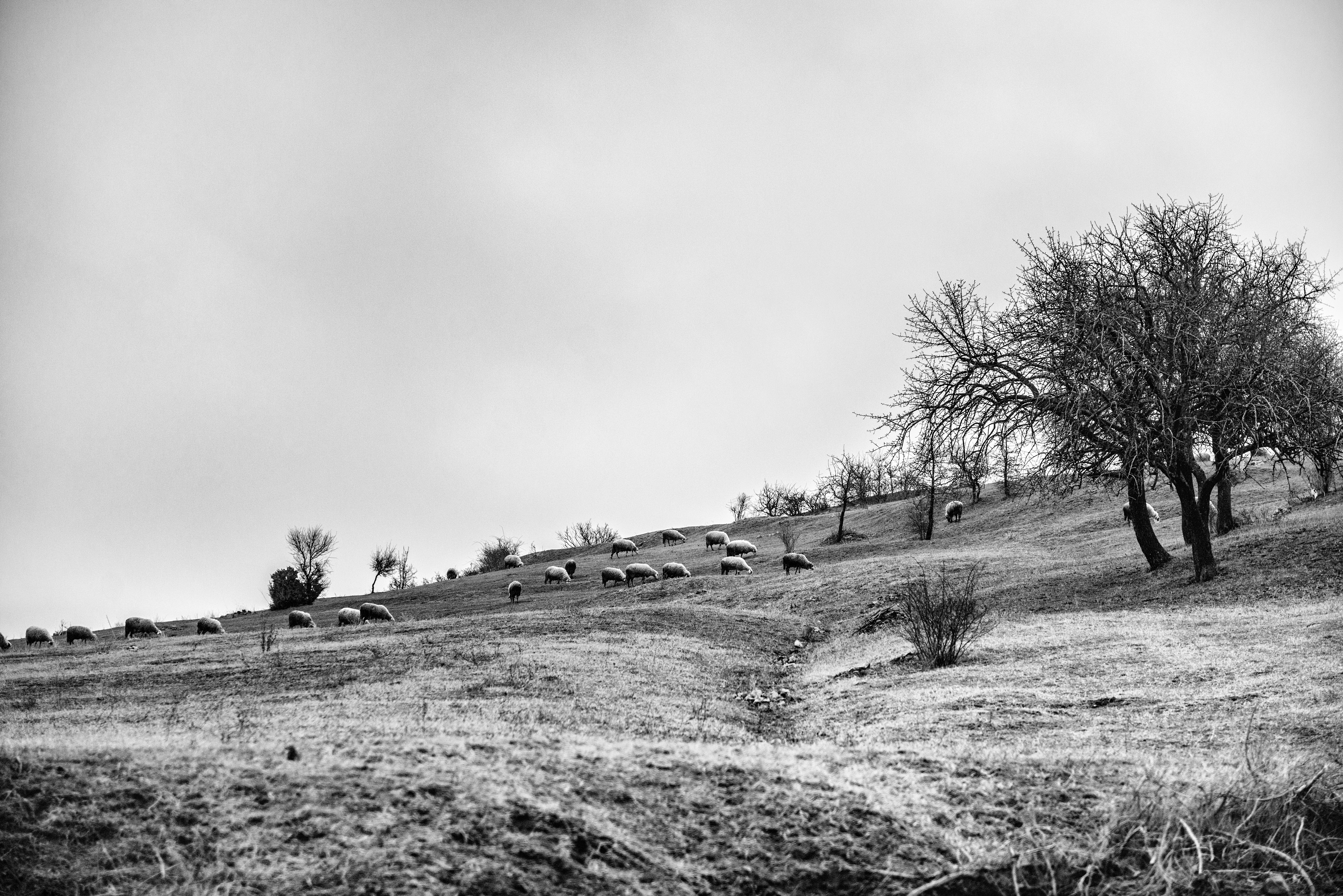 Winter Meadow #484