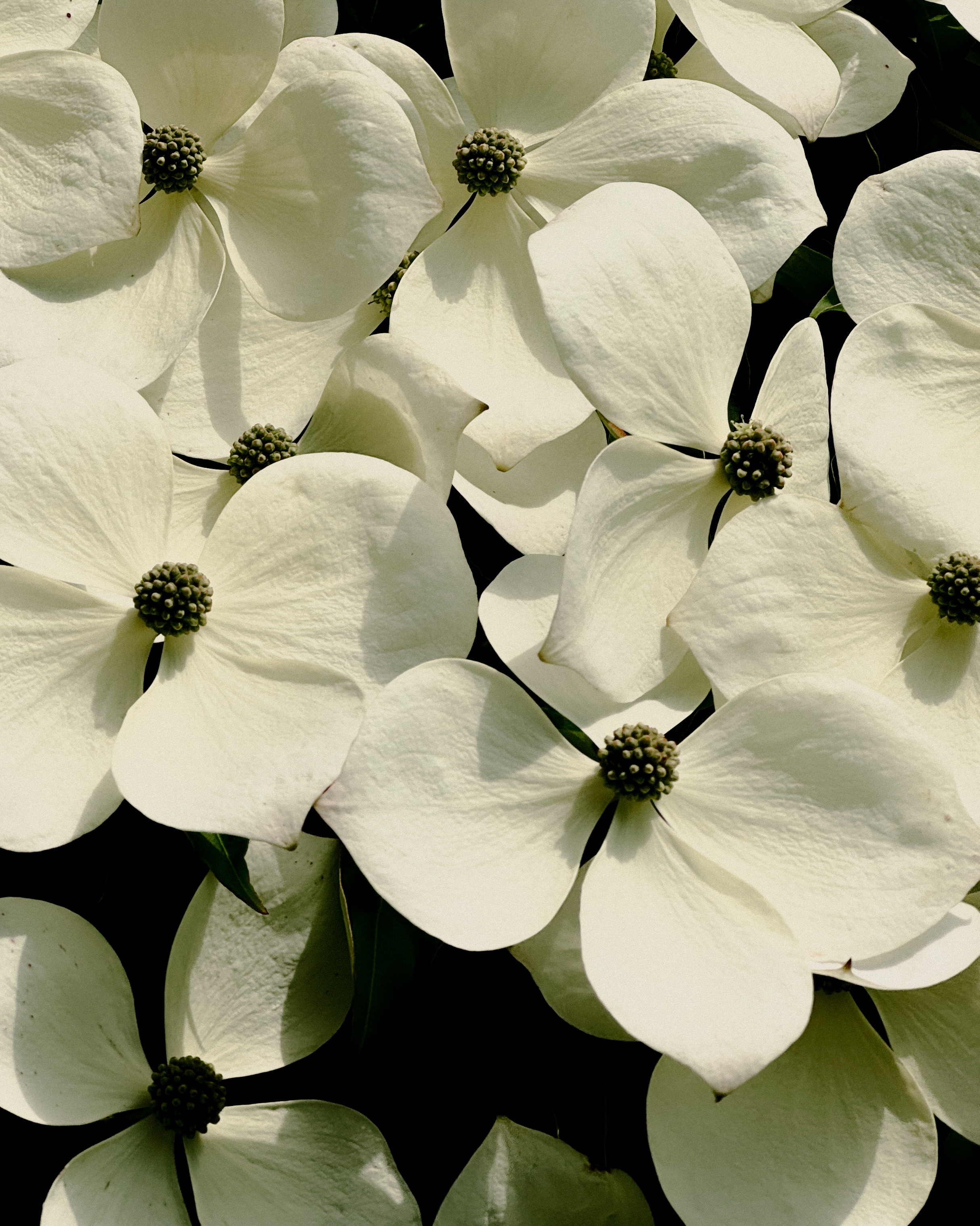 Dogwood