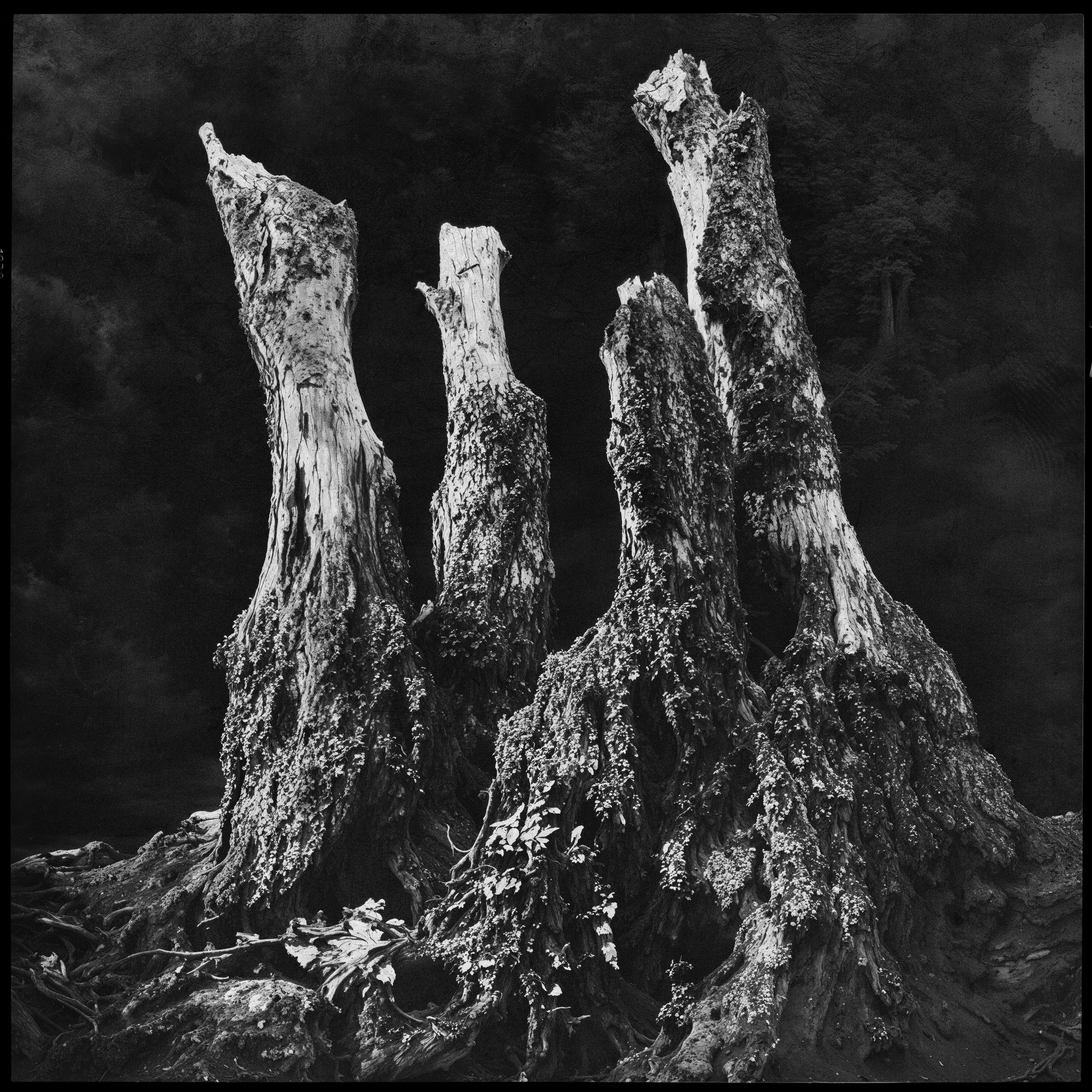 "roots and branches" #22