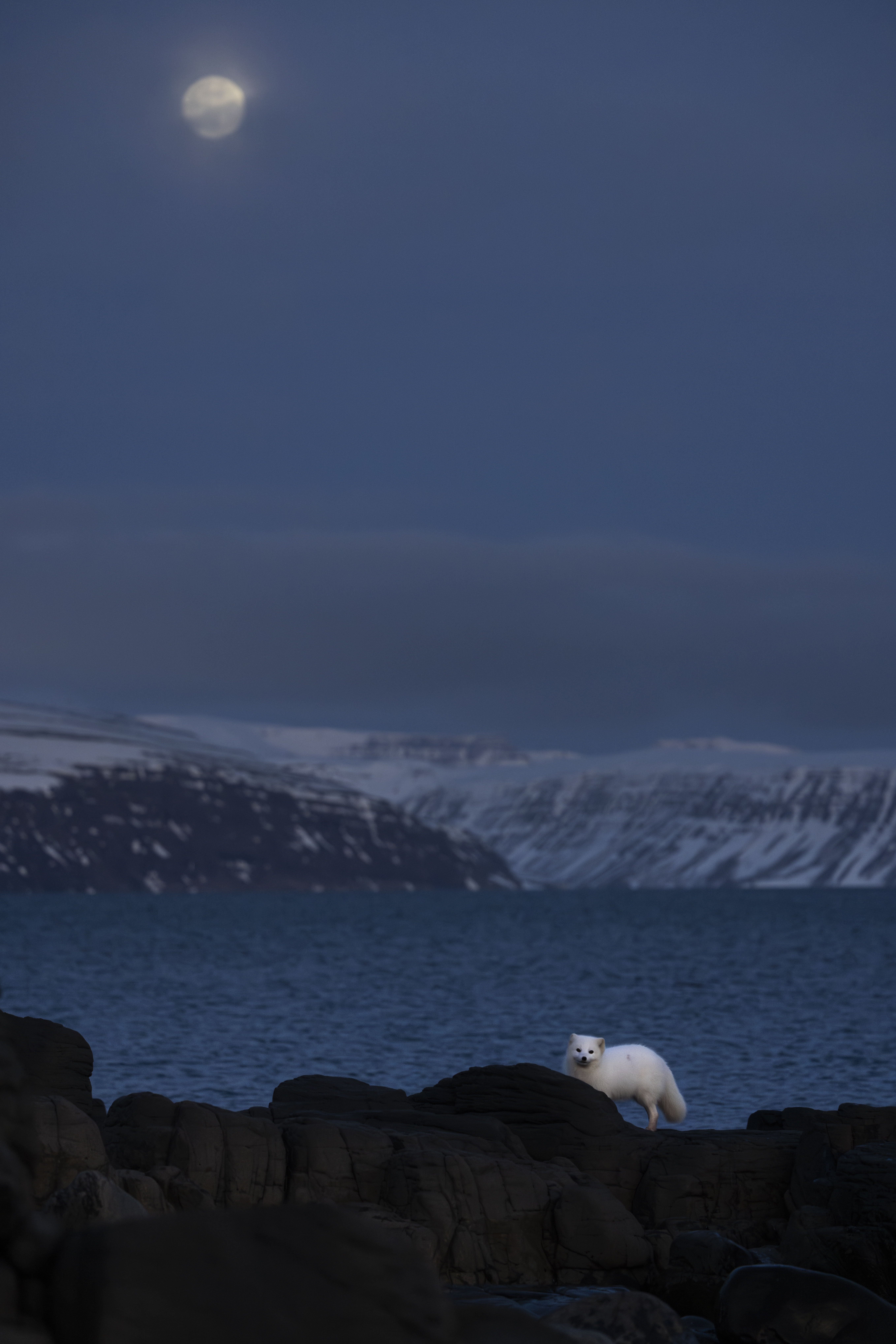 White Arctic Fox and Full Moon #2