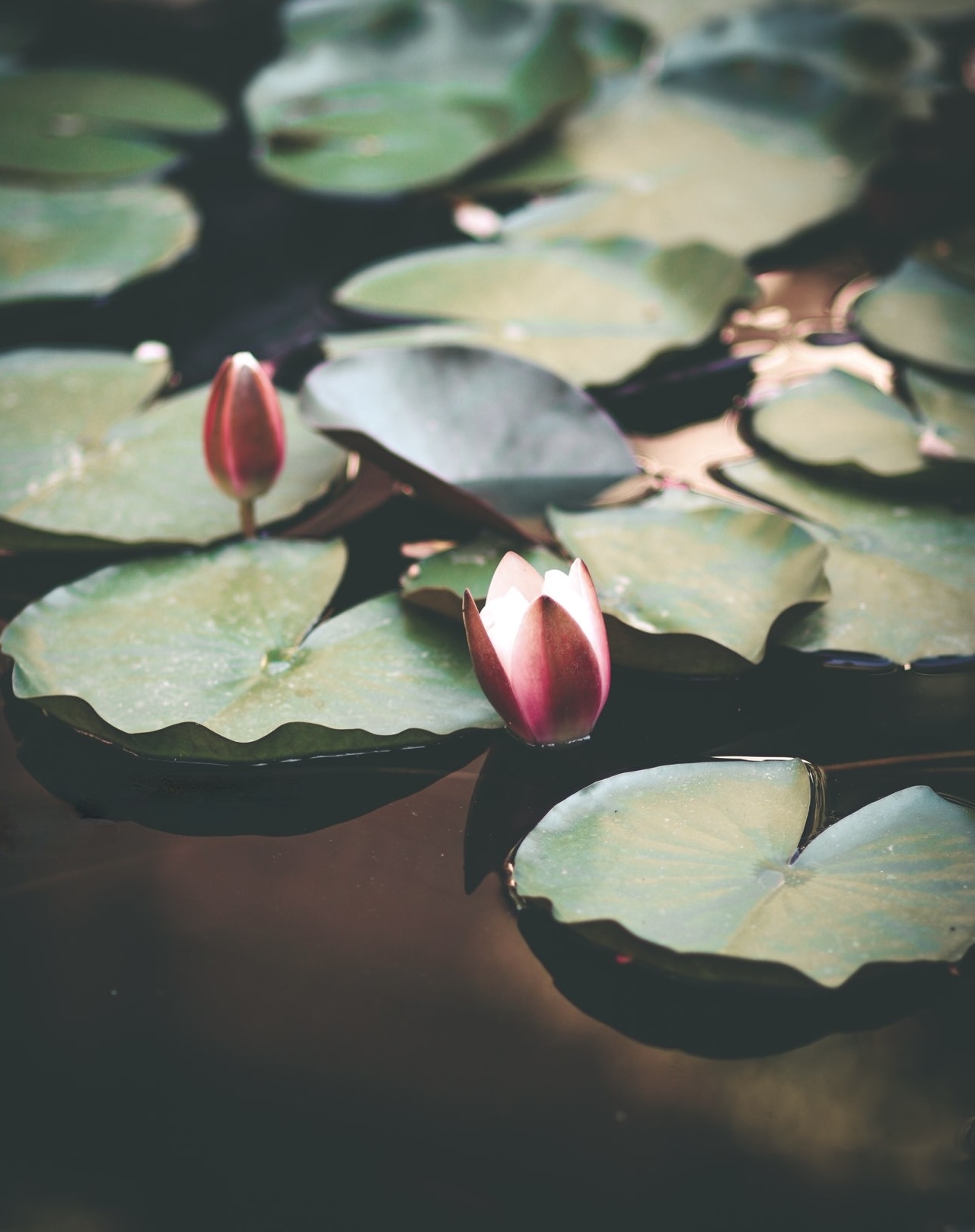 Waterlily 🪷