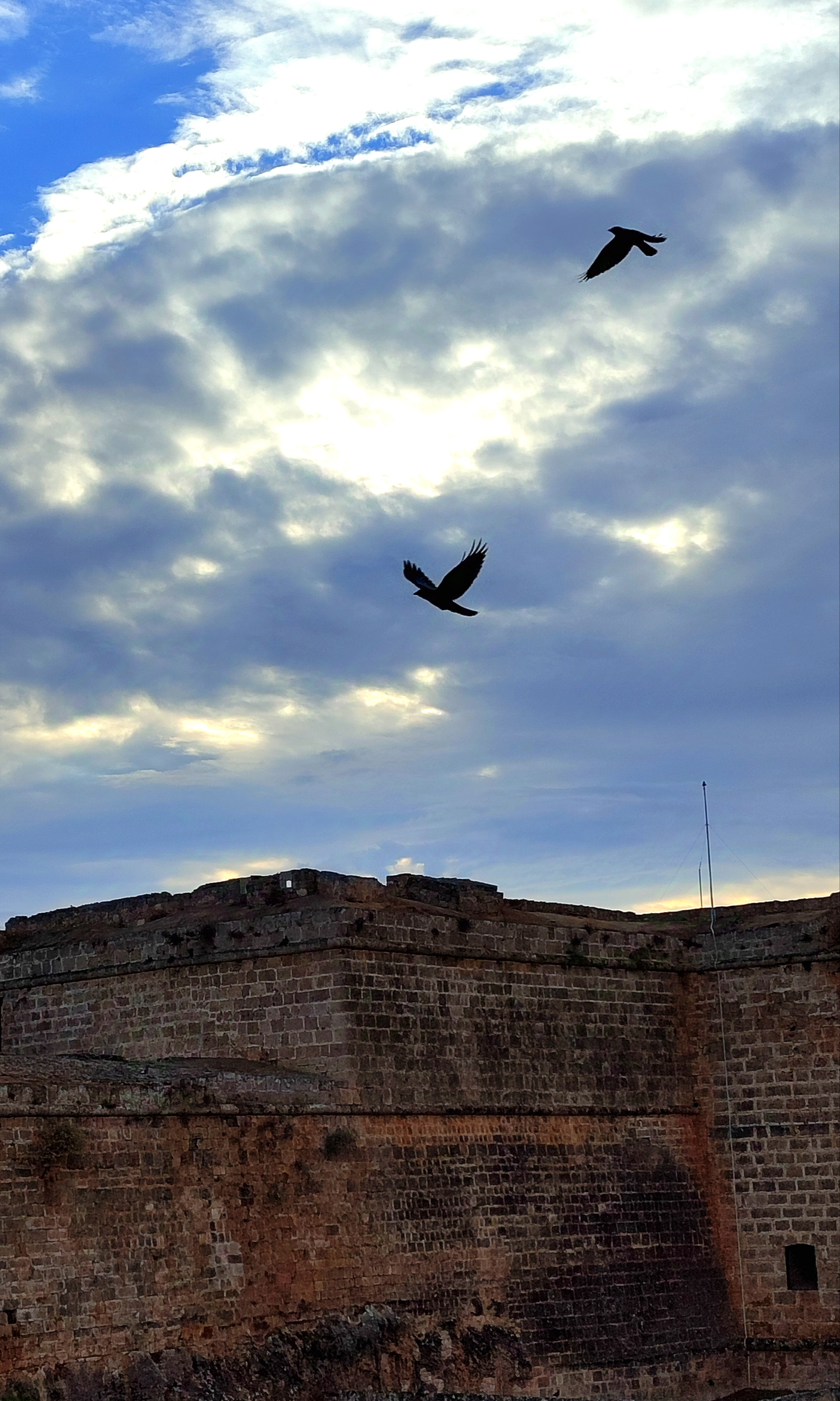 Dream of flying #508