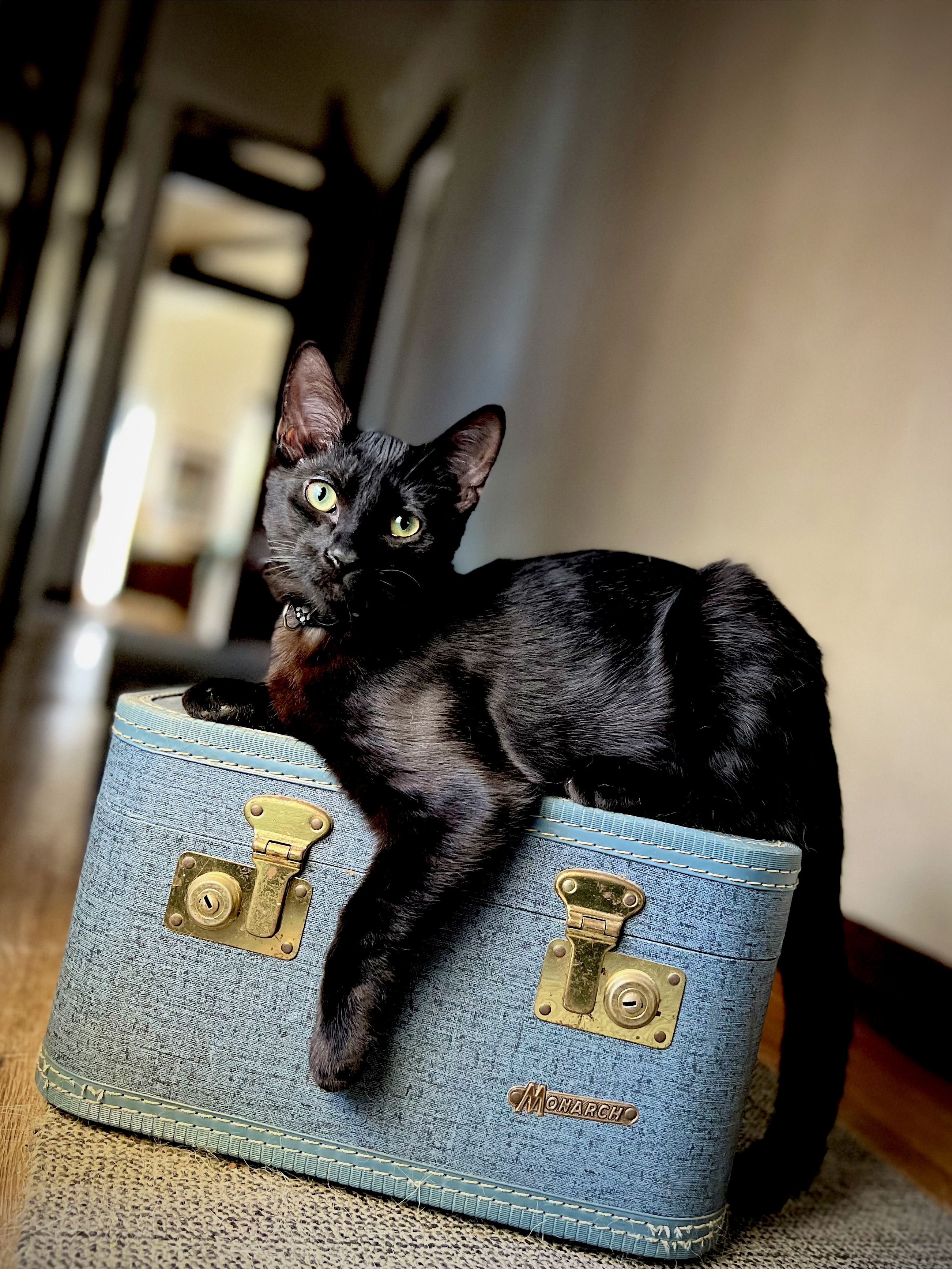Lux le Chat Noir