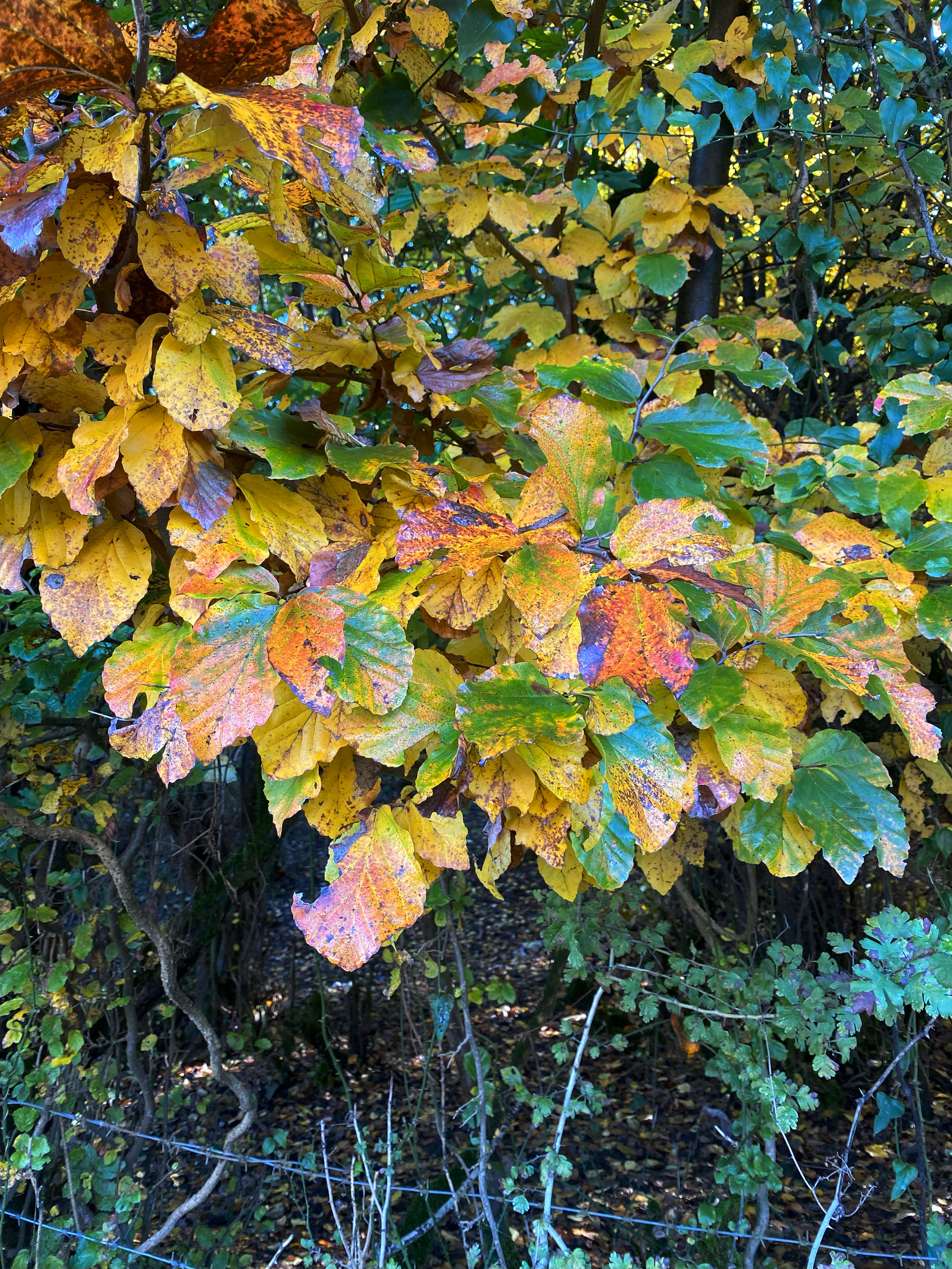 Nature’s Palette . #9