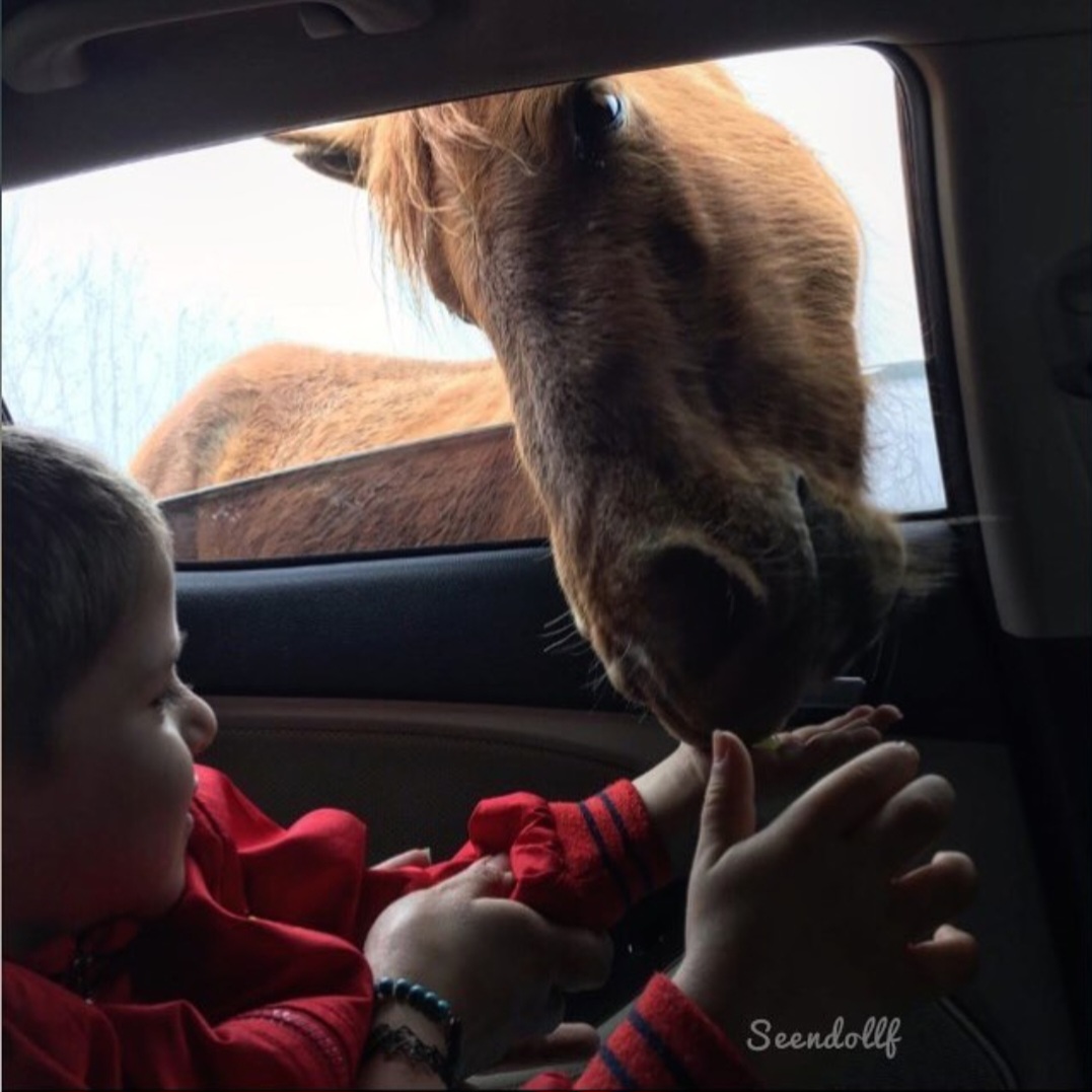 We can learn so much from animals. Day 20 #13