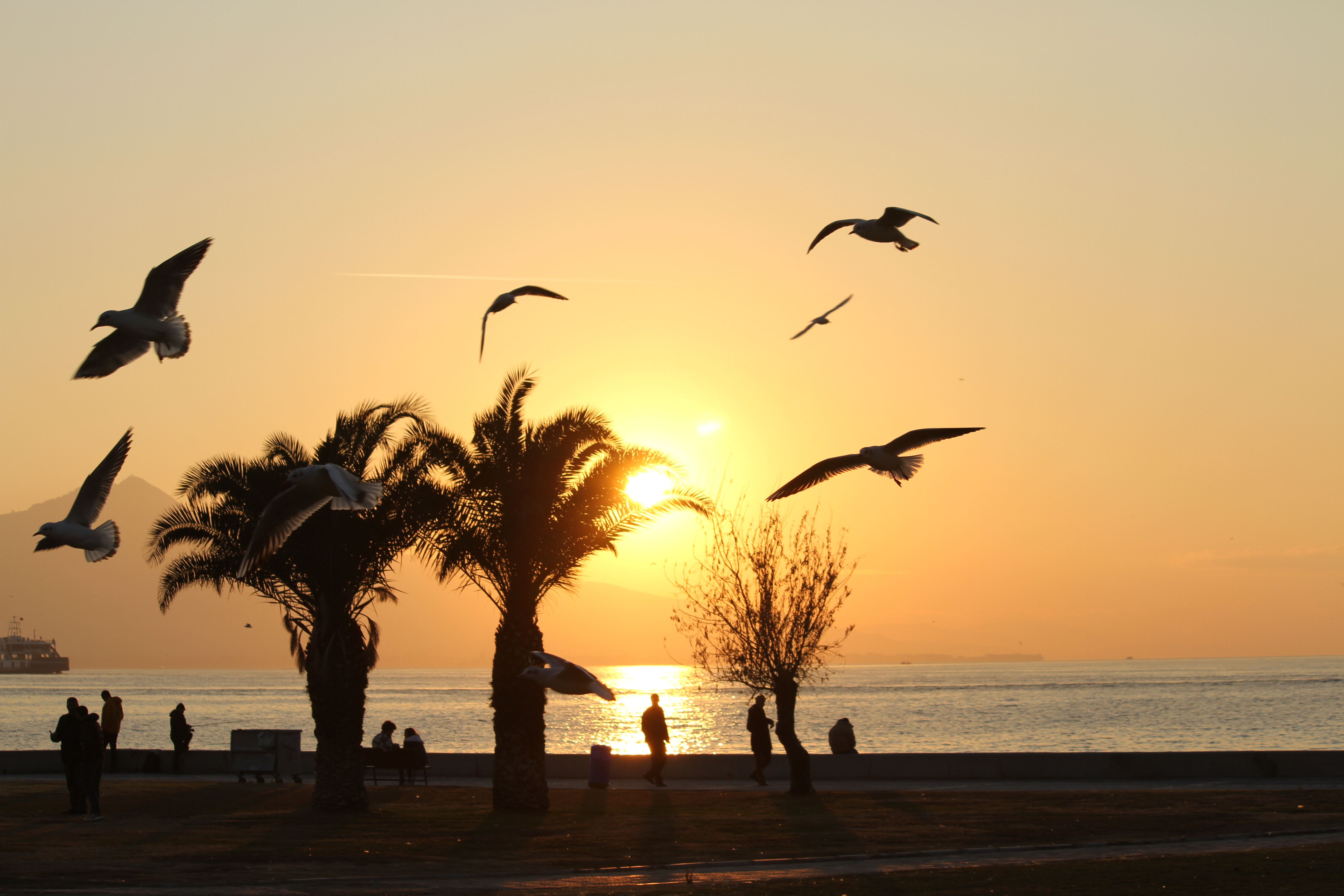 Wings at Dusk #39