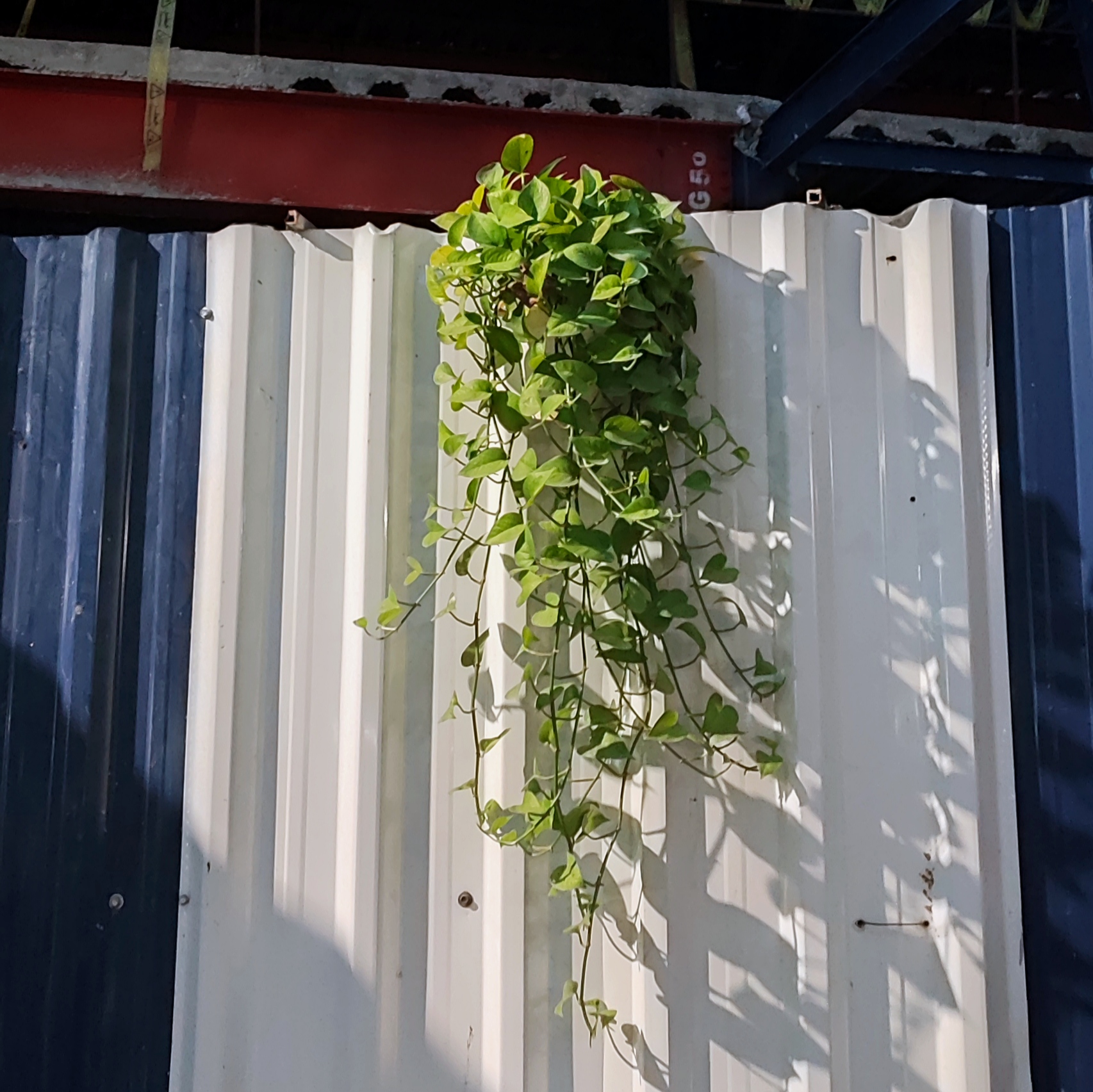 Nature in city