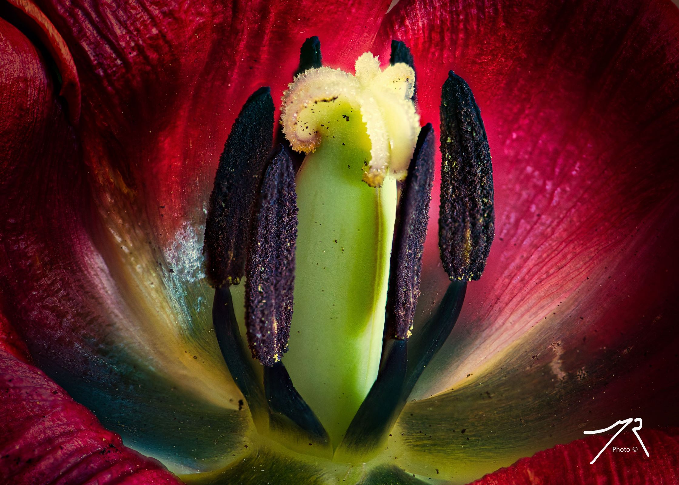 Intimate Tulip #523