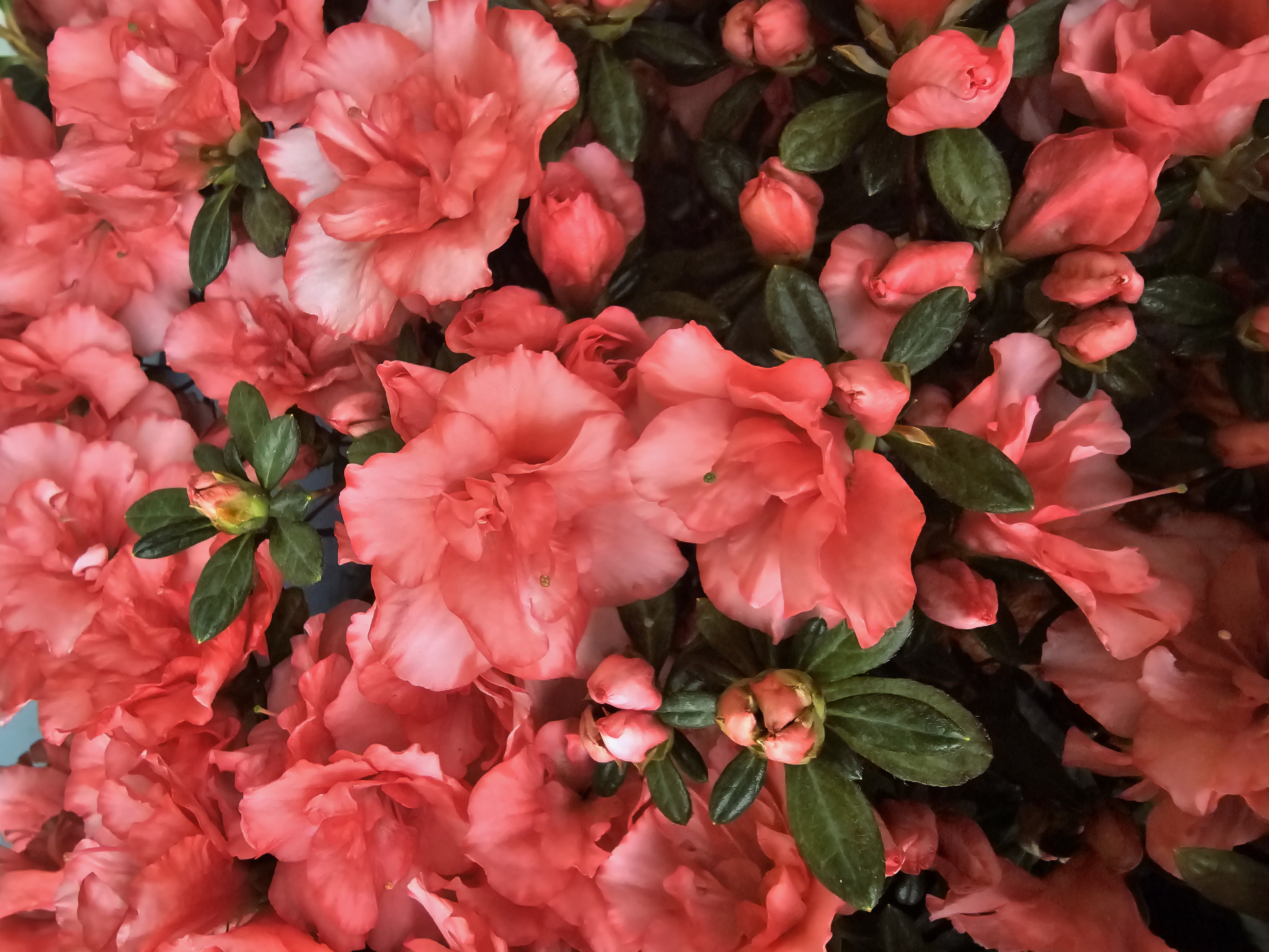 Mend your Garden #69