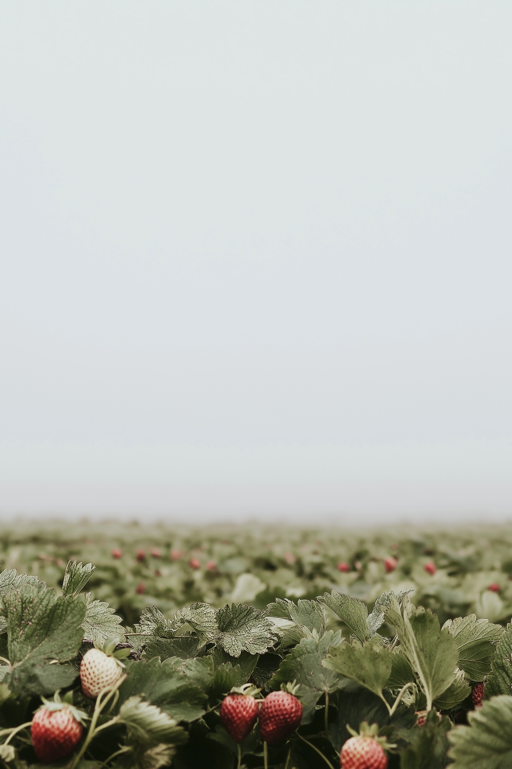 Summer Doldrum Diary - part 7