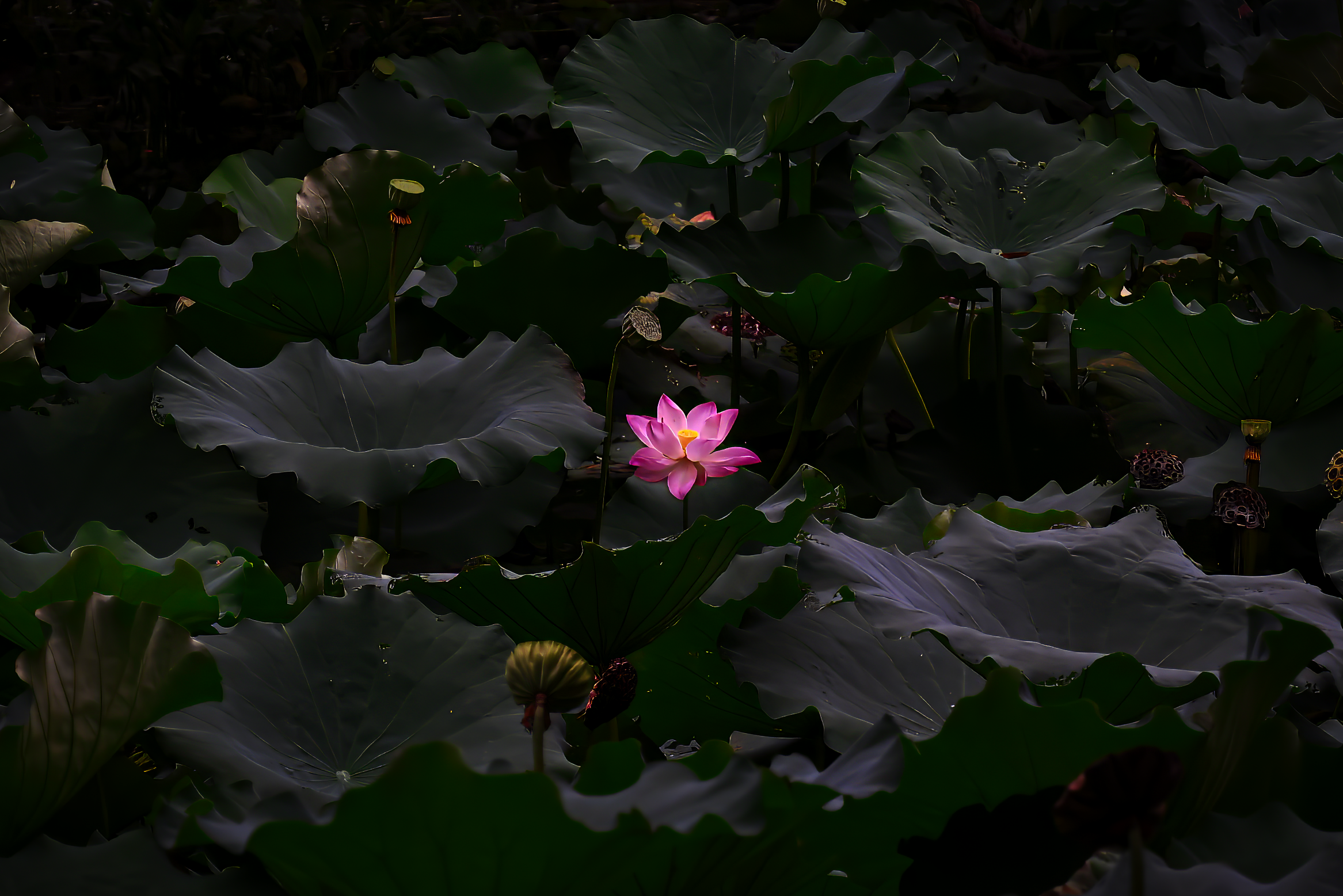 A Beacon of Light📷 #11