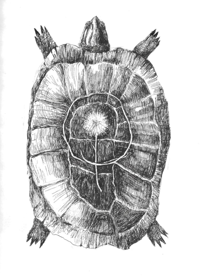 turtleflower
