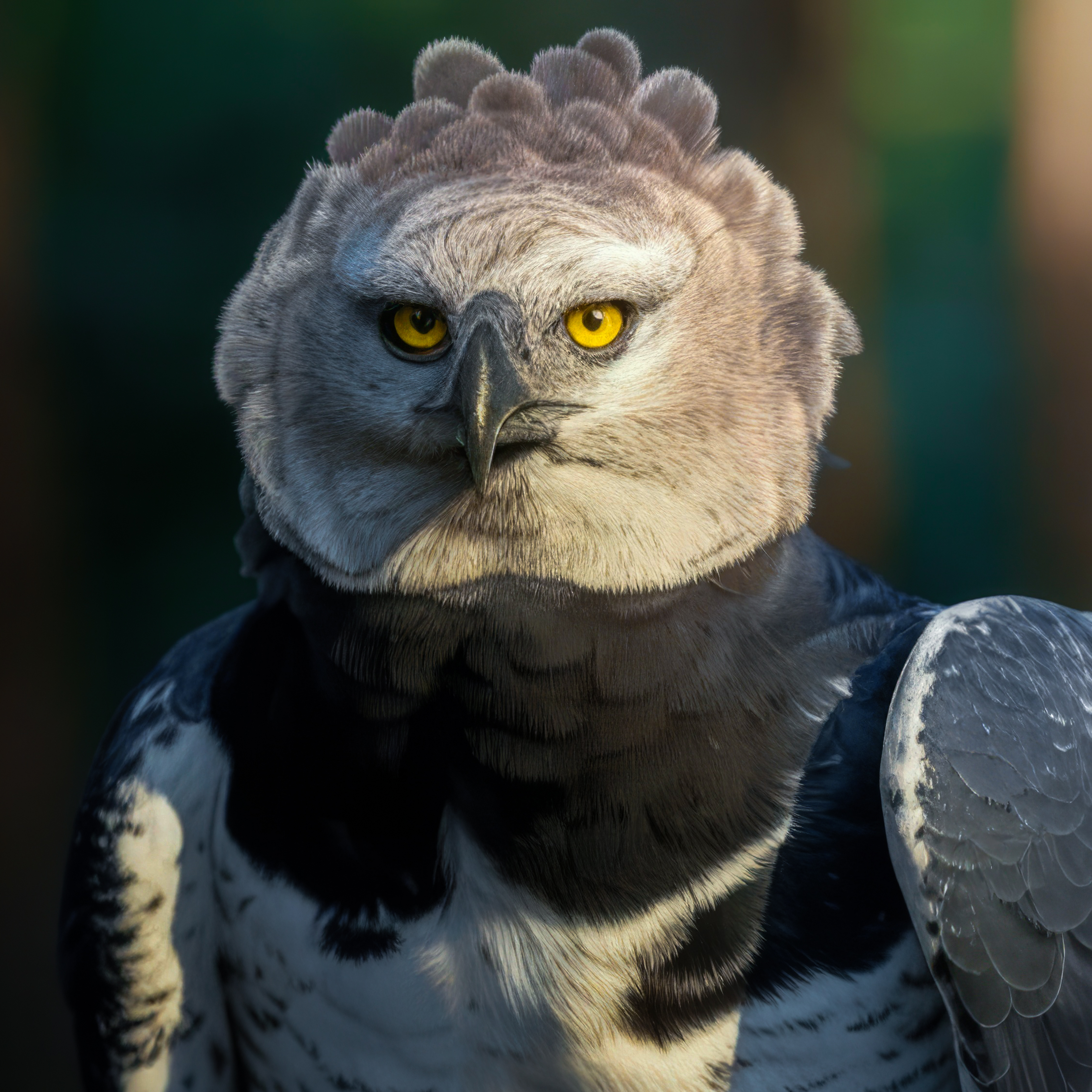 Harpy Eagle
