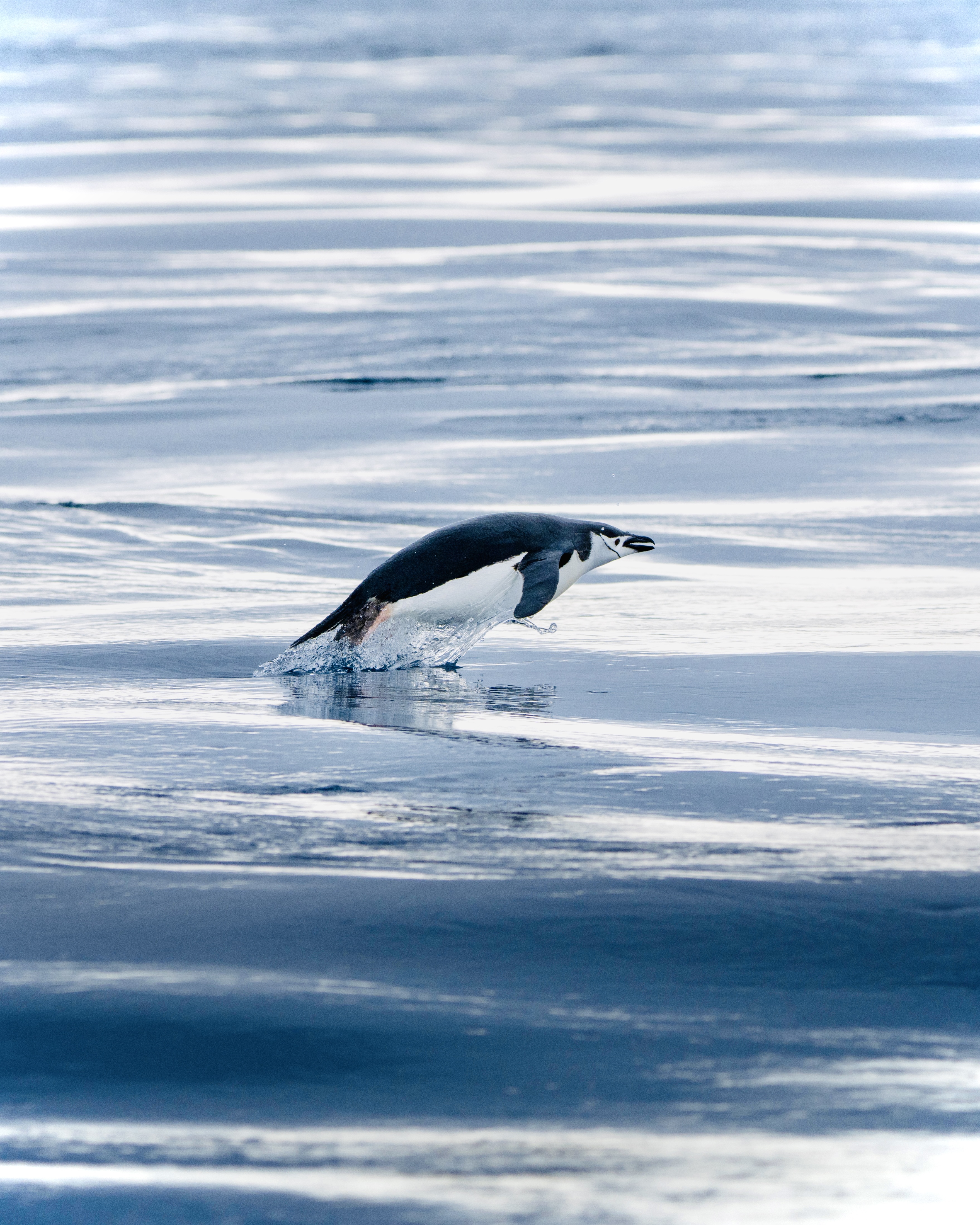 World Penguin Day 2025