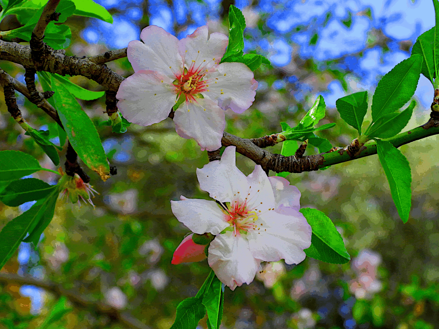 Laughing Almond Blossoms
