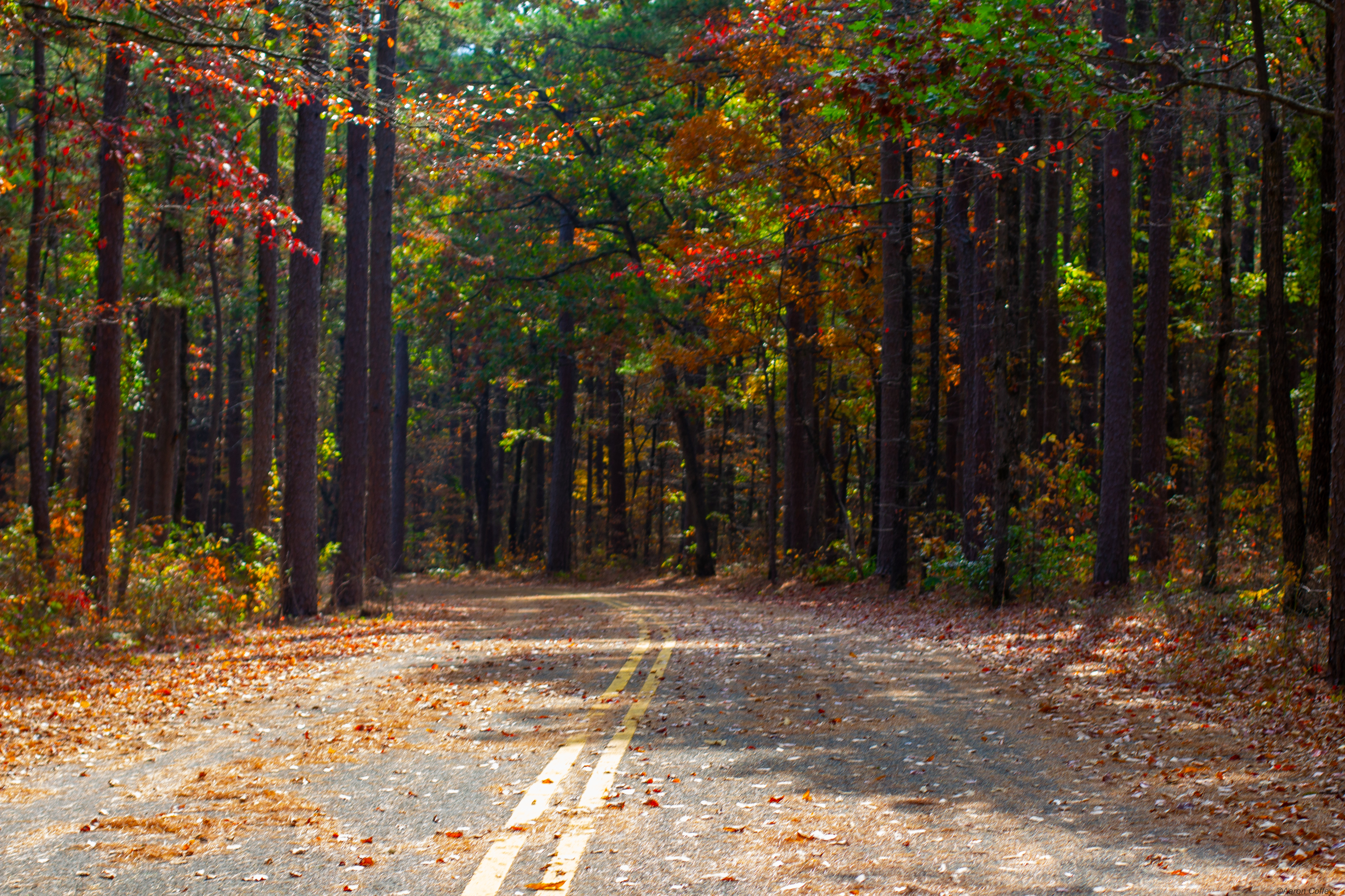 Shady Lane