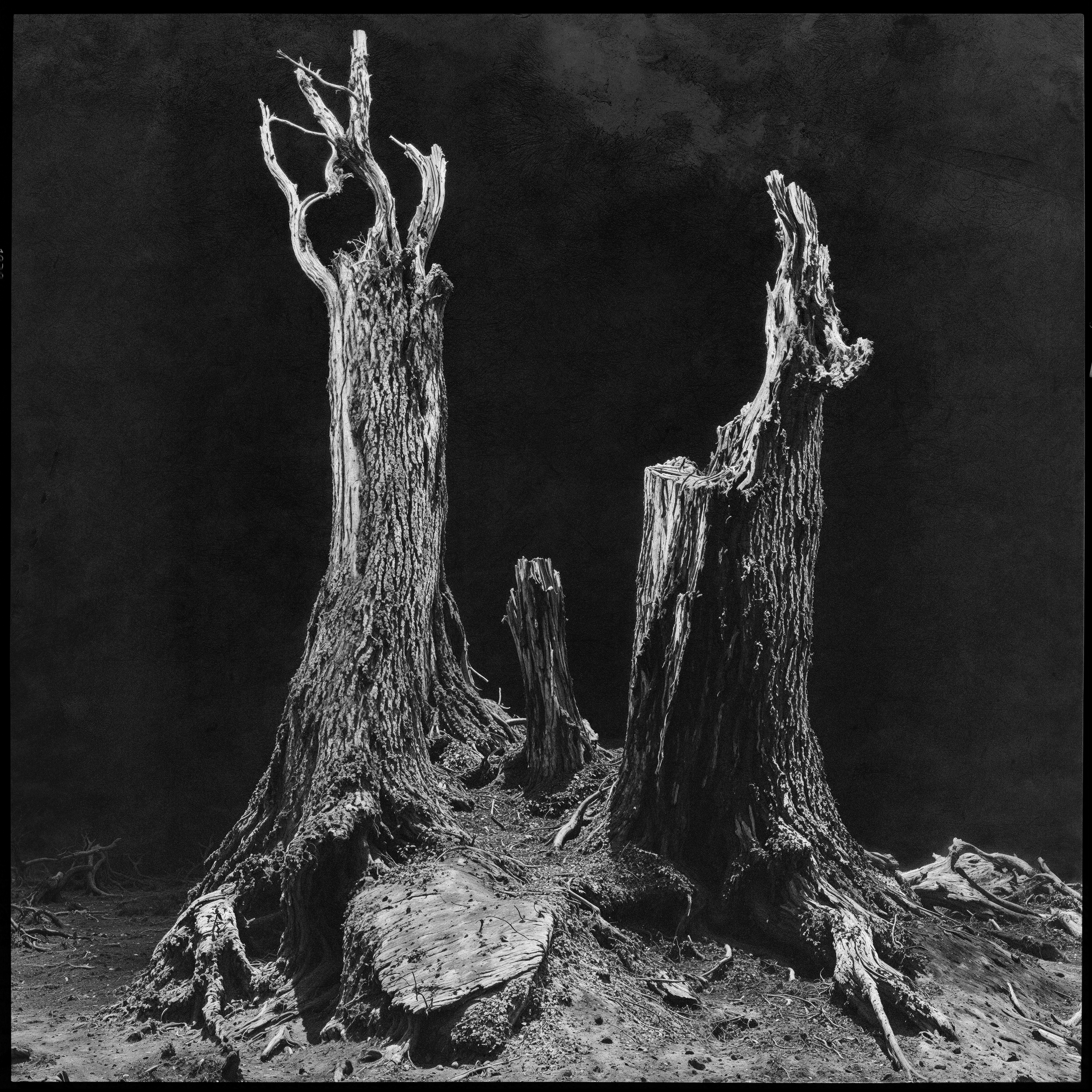 "roots and branches" #02