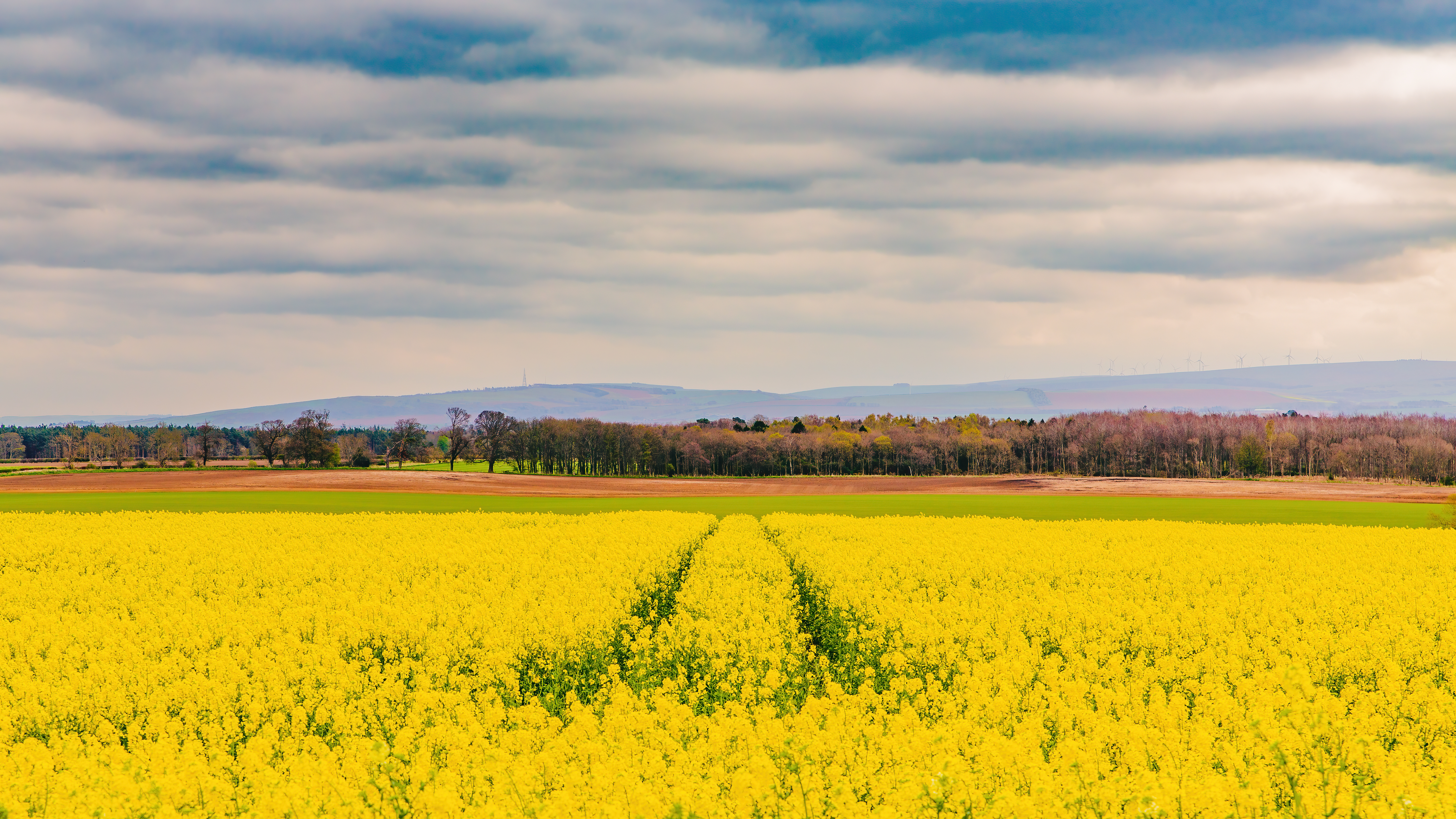 Field of Dreams