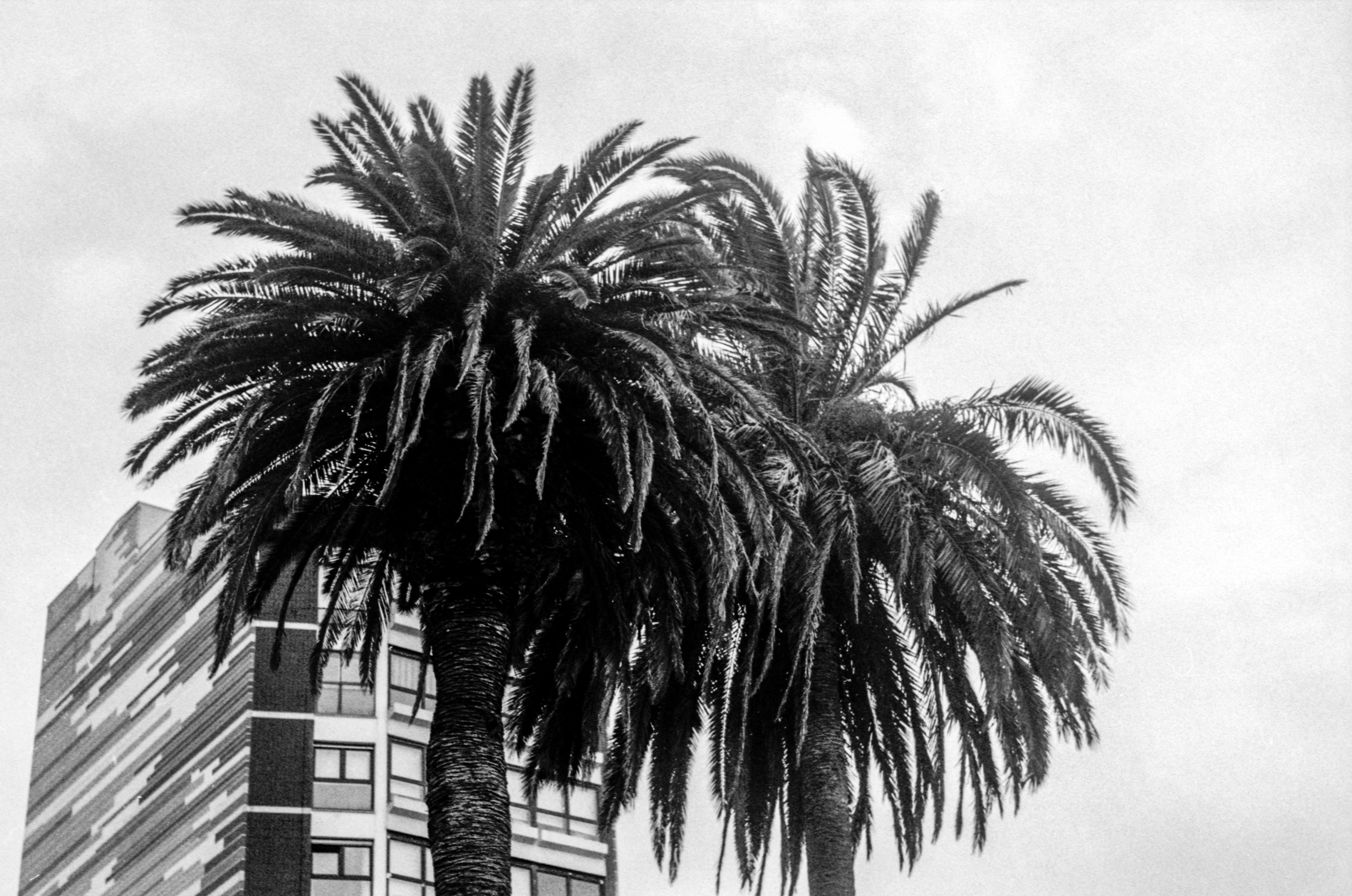 Where did you find the coconut