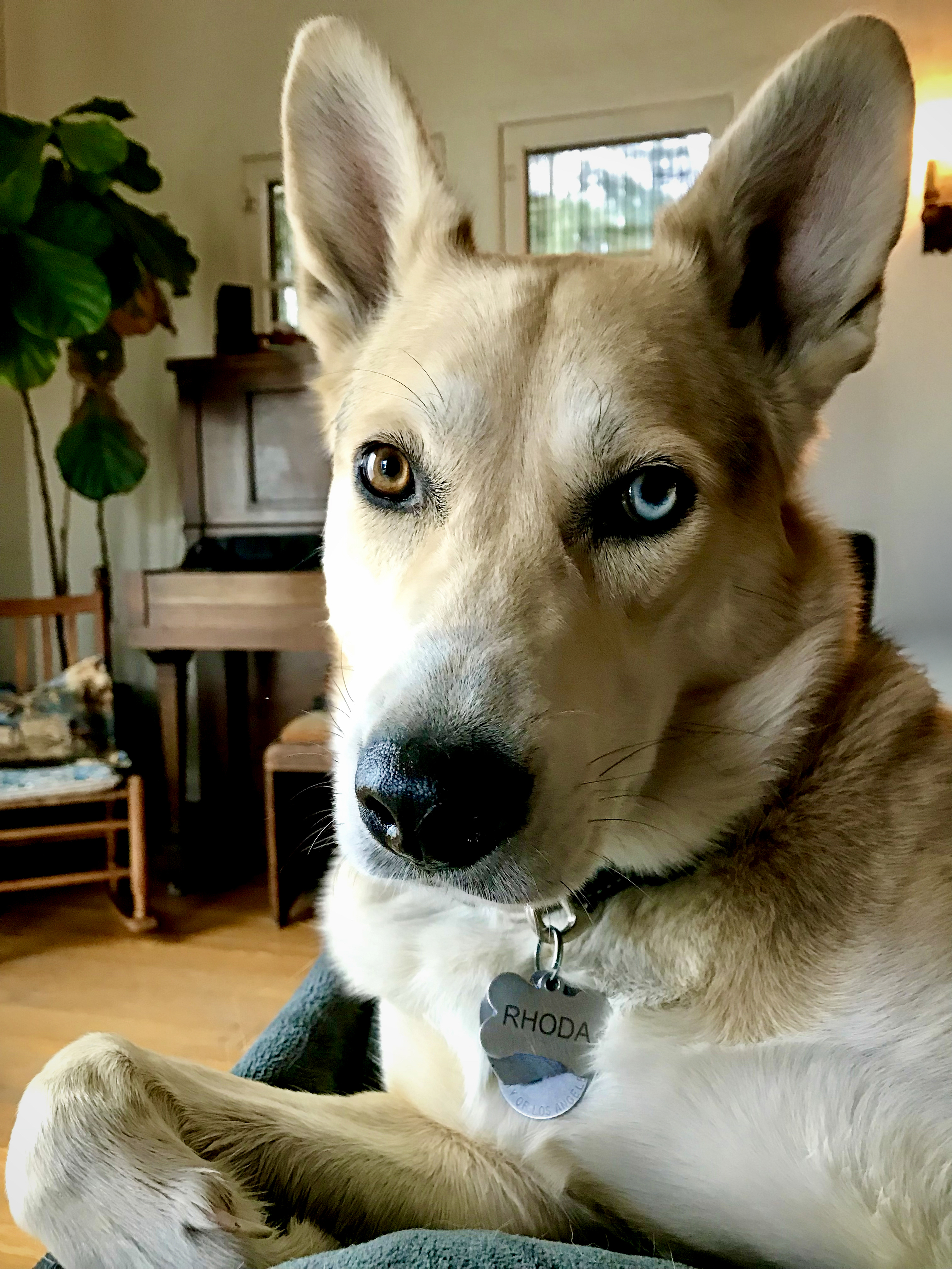 Rhoda the Wonder Dog