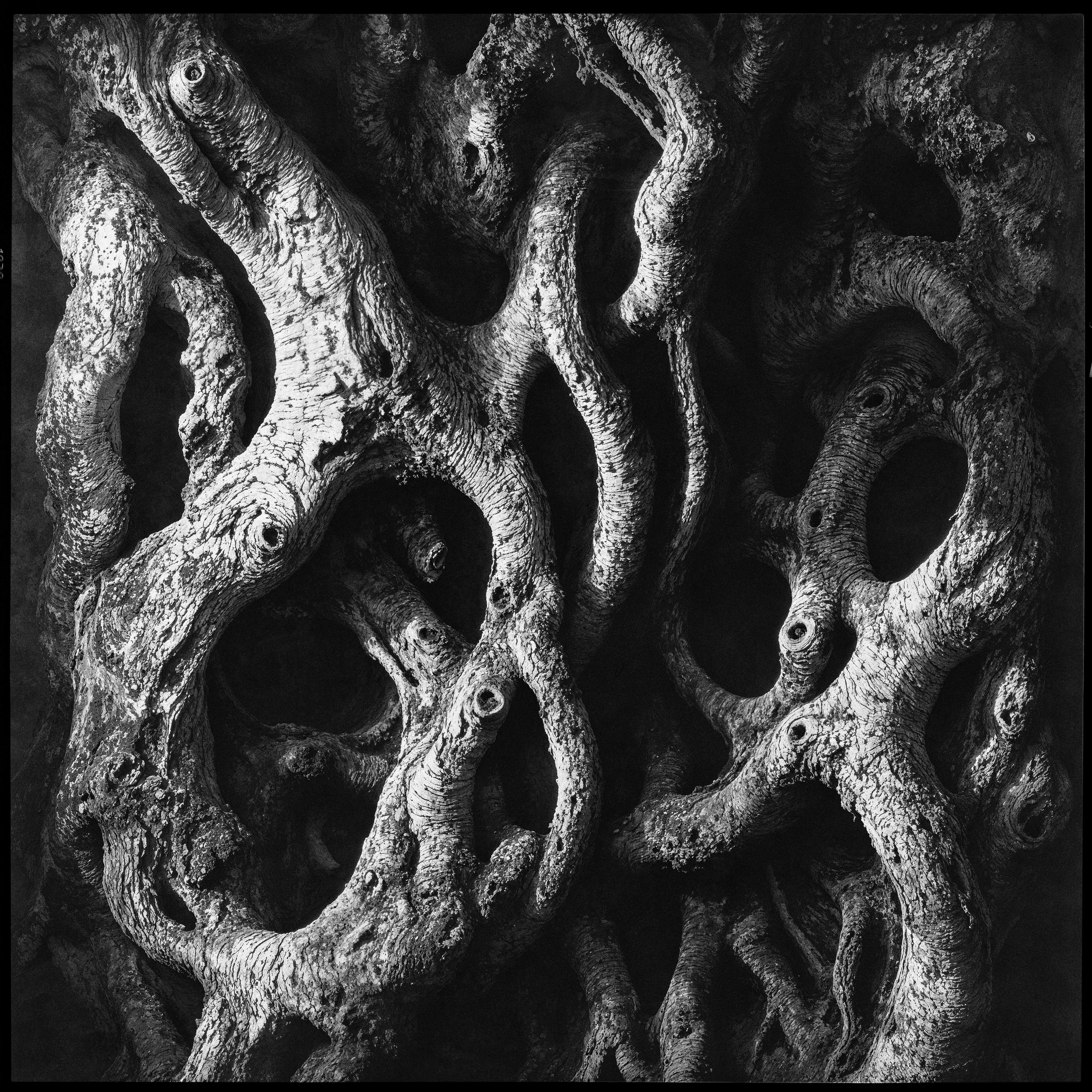 "roots and branches" #37