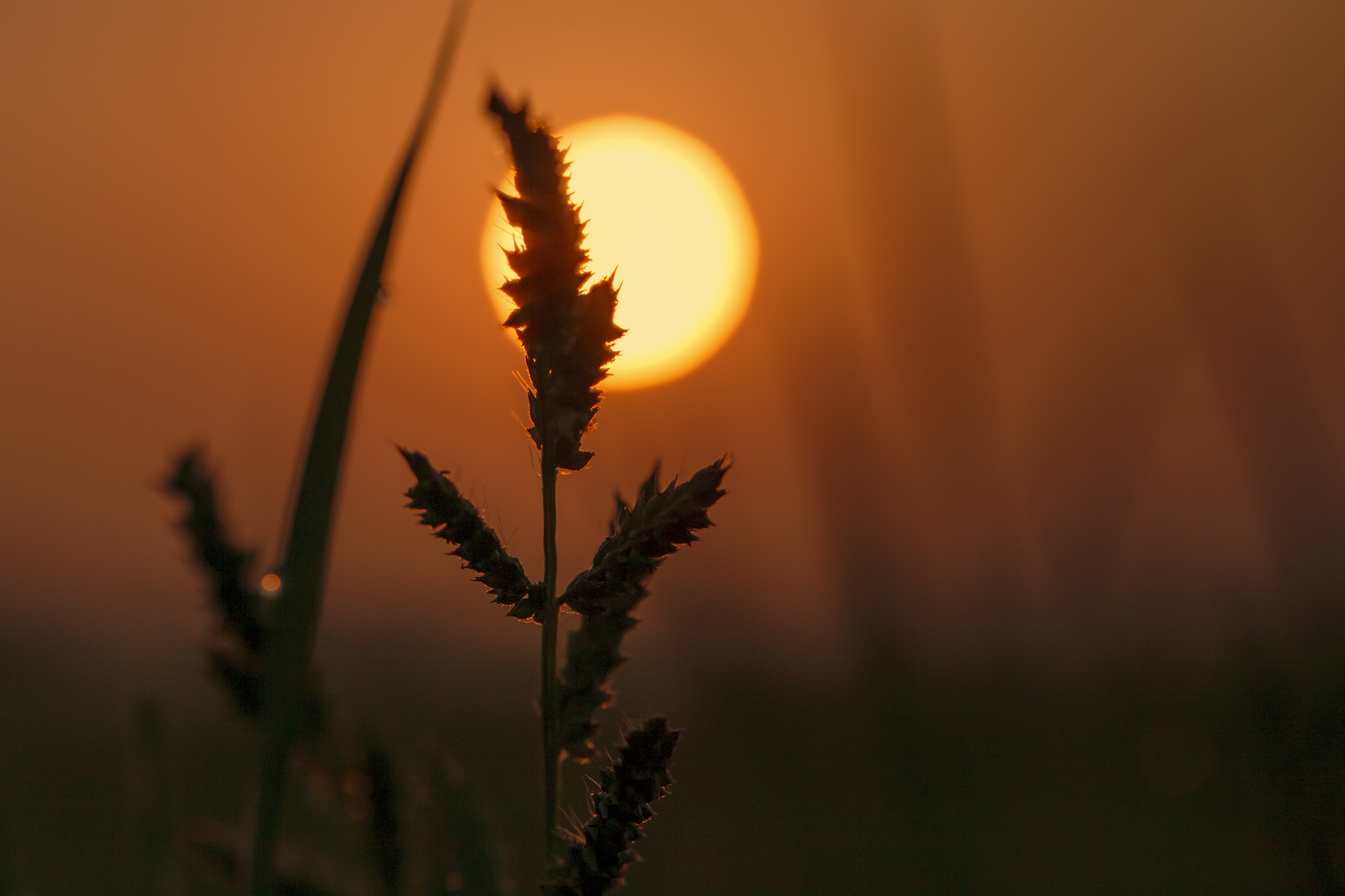 Sunrise - Nature's First Light