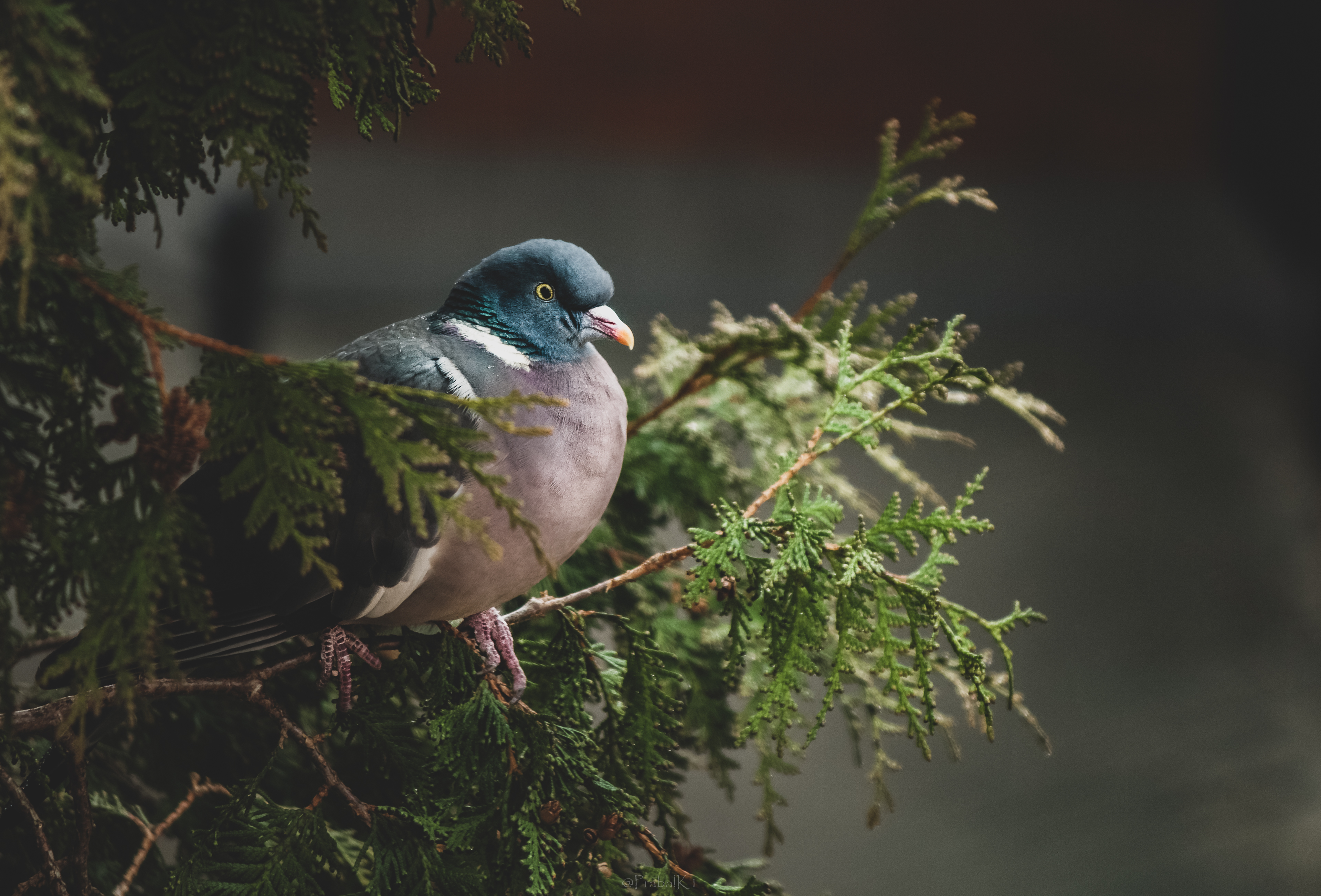 Nestled in Nature #18