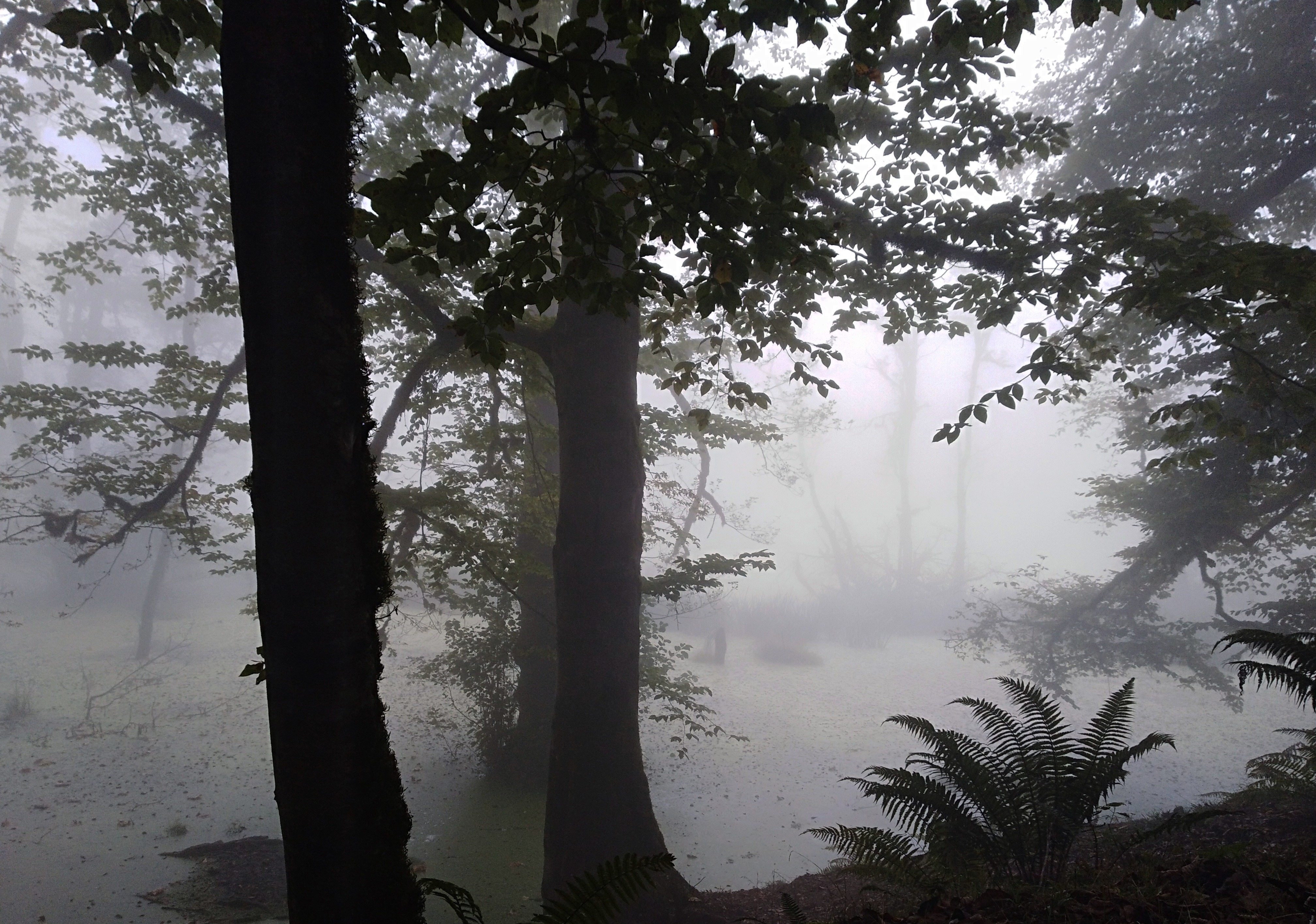 Embrace of the Mist #17