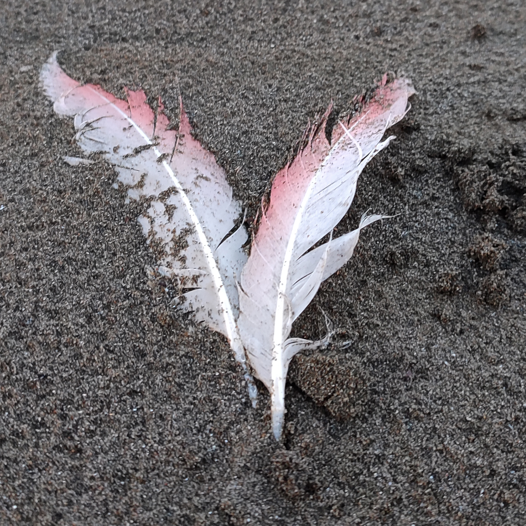 Failure Feathers