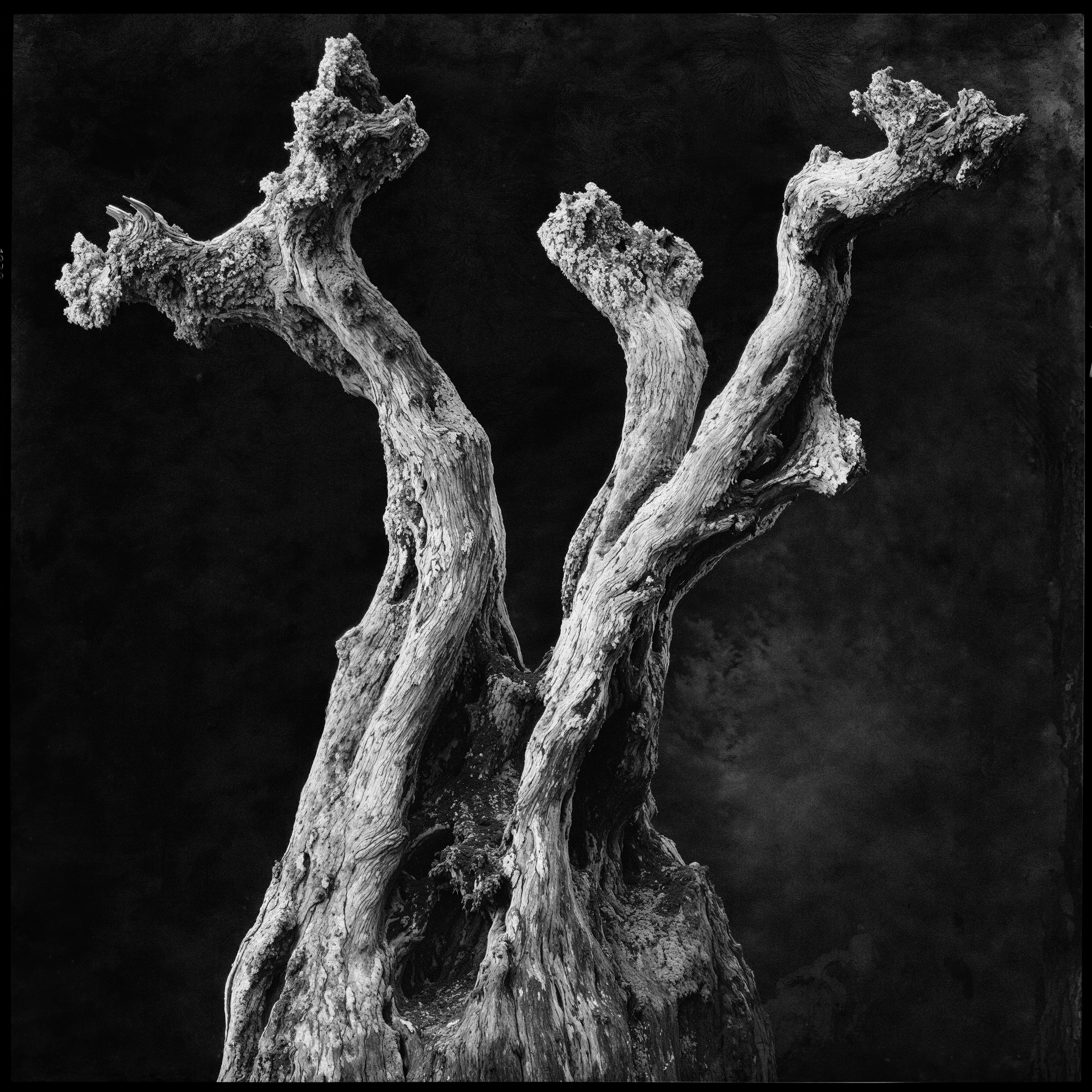 "roots and branches" #40