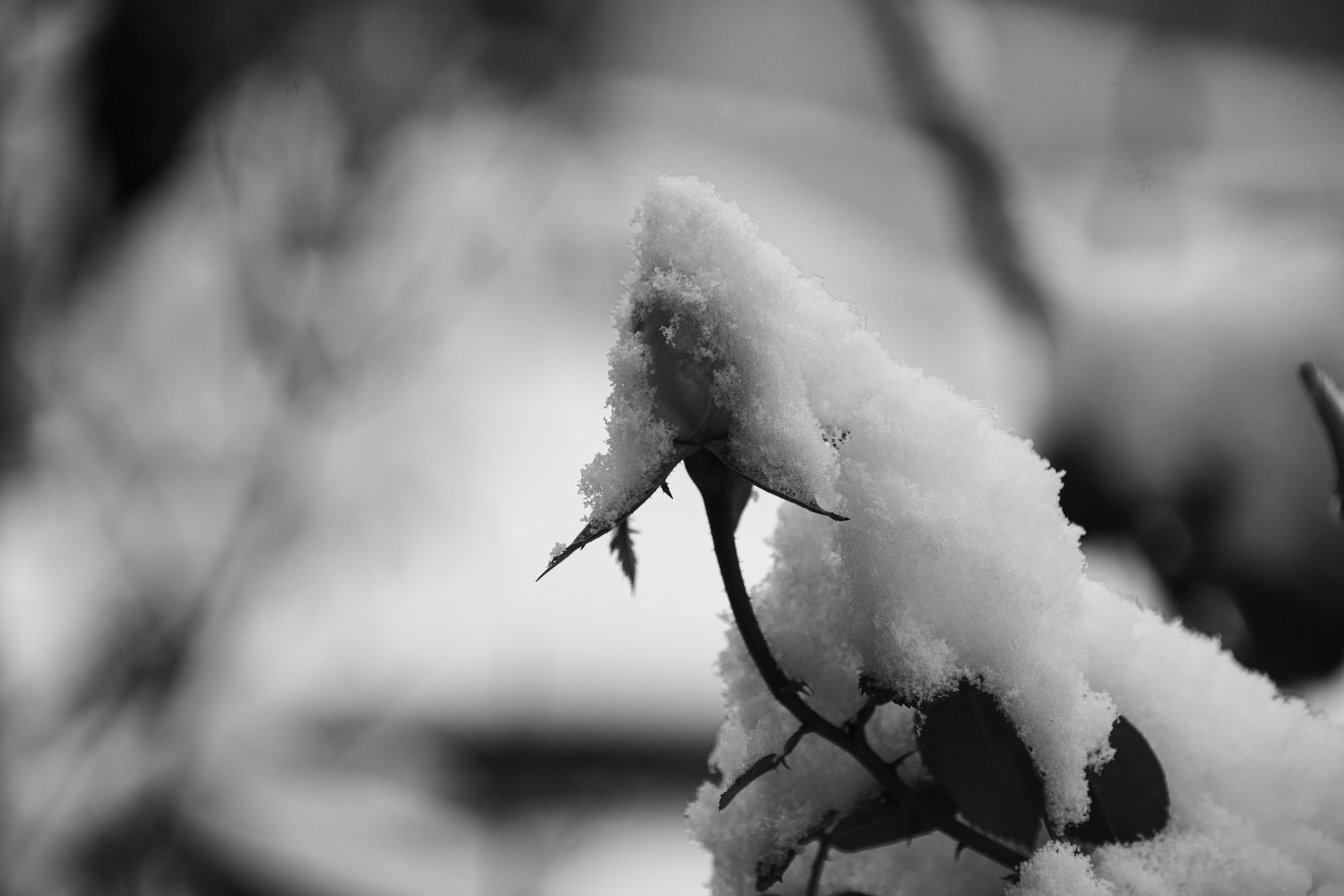 Frozen in Time #243