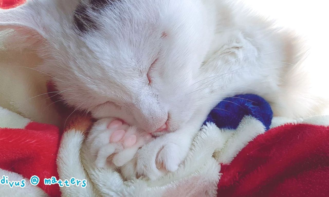 Writing NFT - 再忙也要吸點貓 0344：2022/11/10