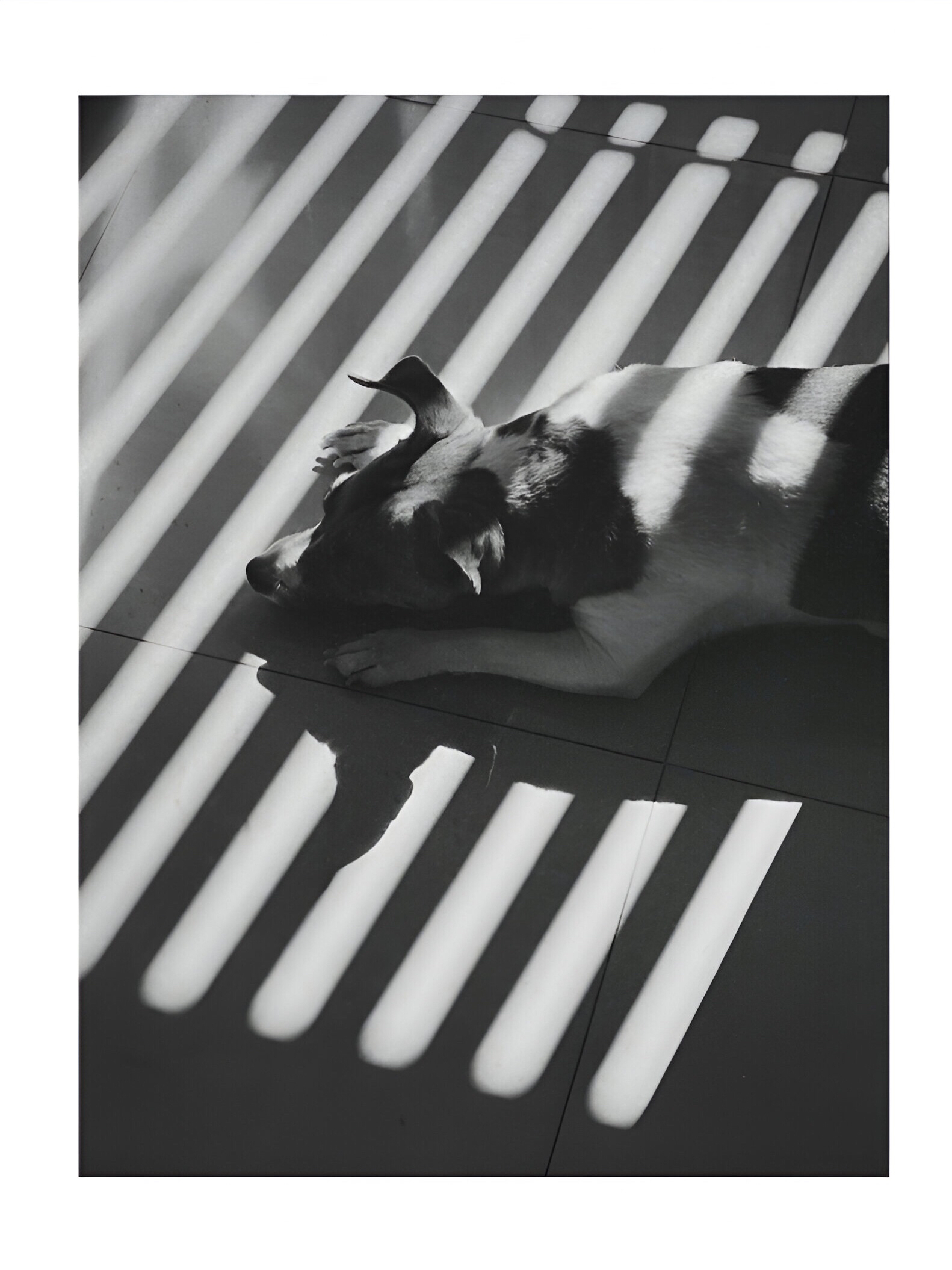 #001 Titta Margarita