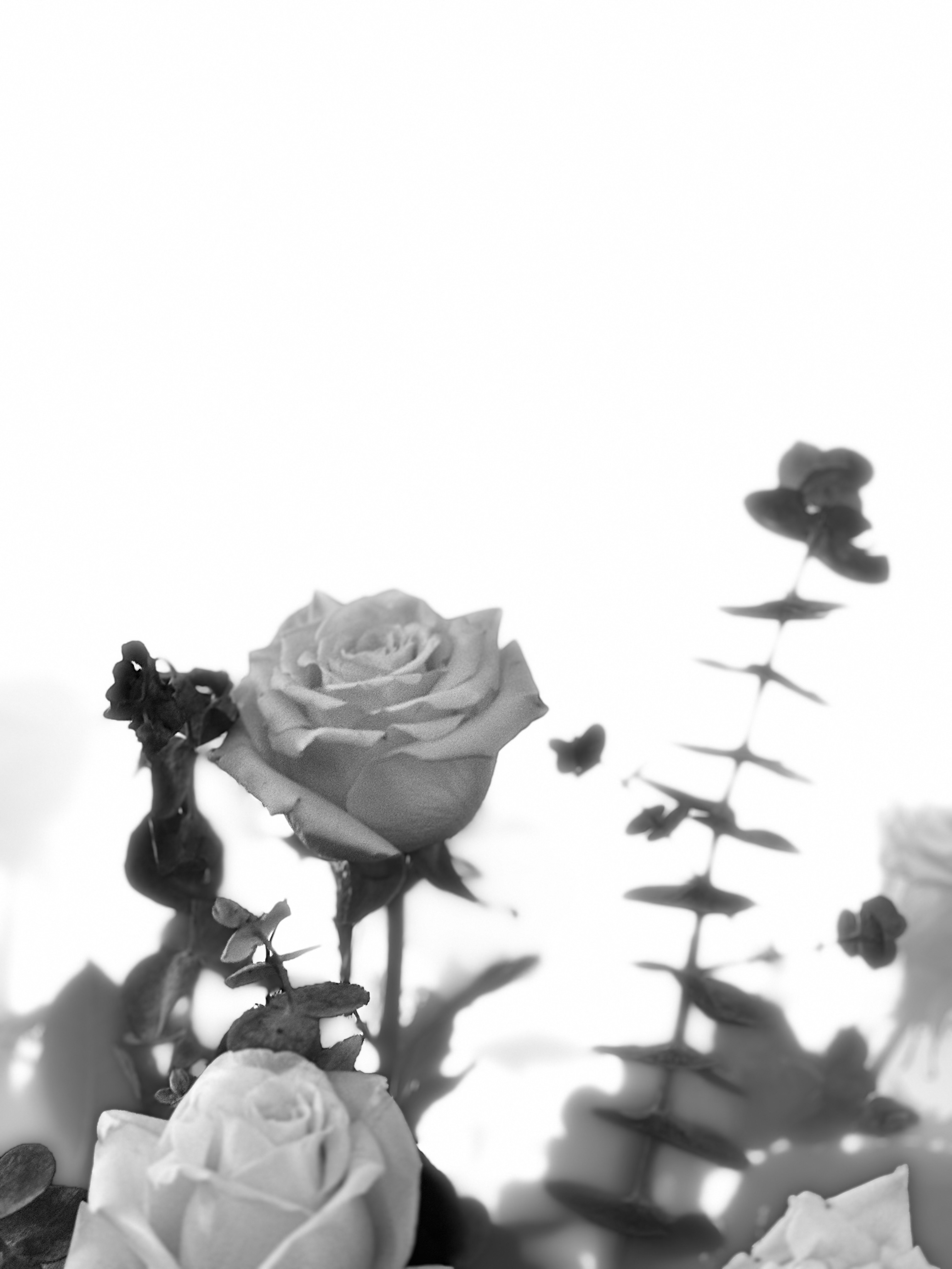 BW4
