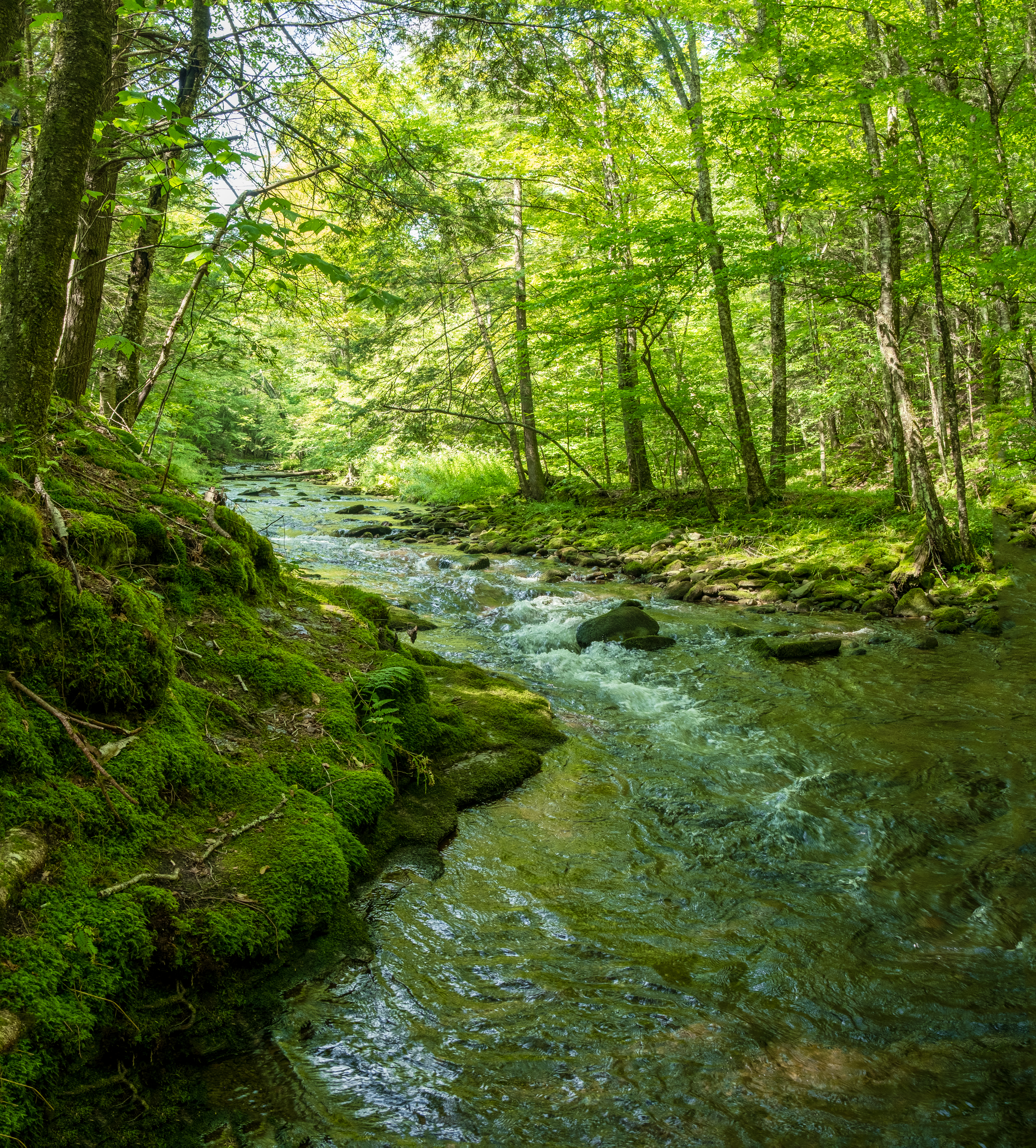 Green Dreams
