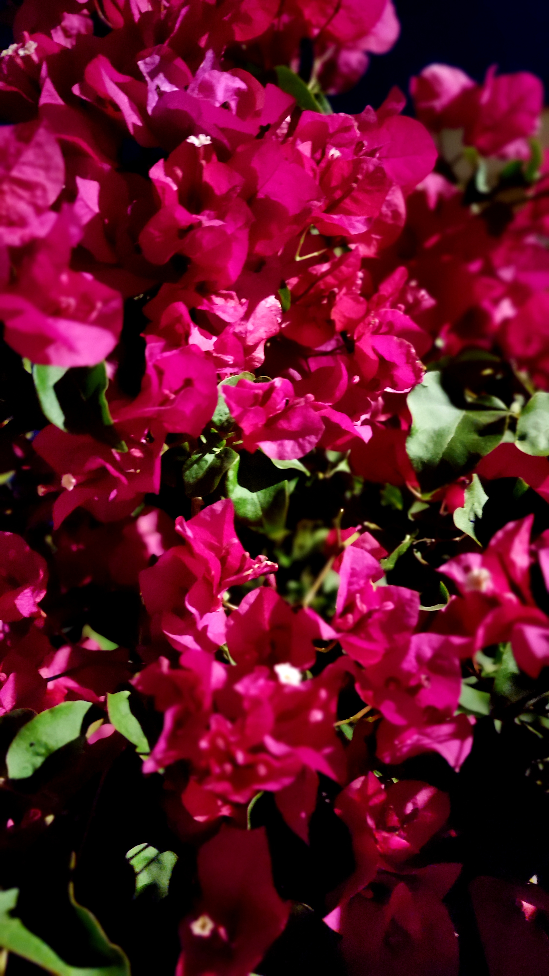 Flower #3