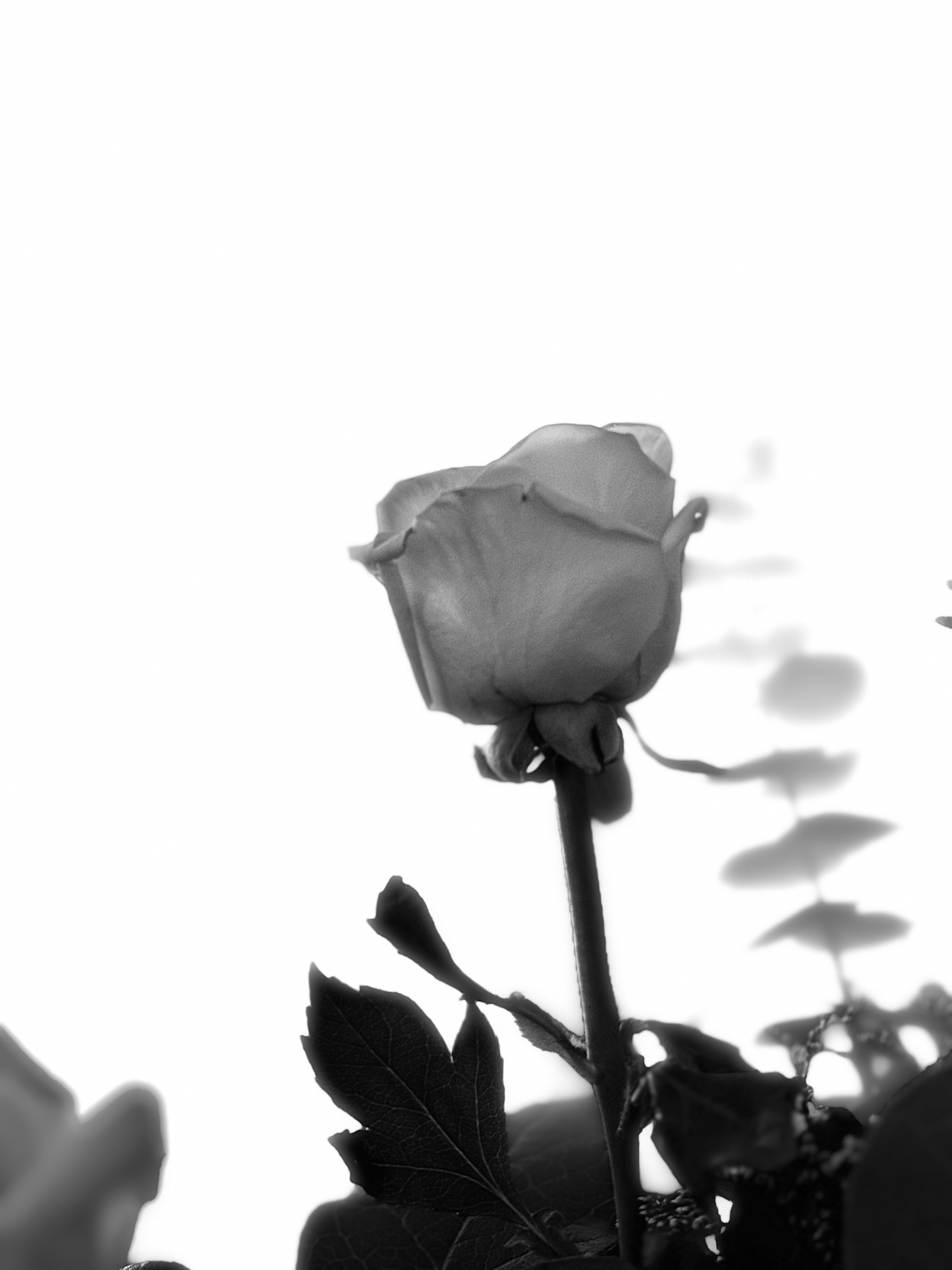 BW3
