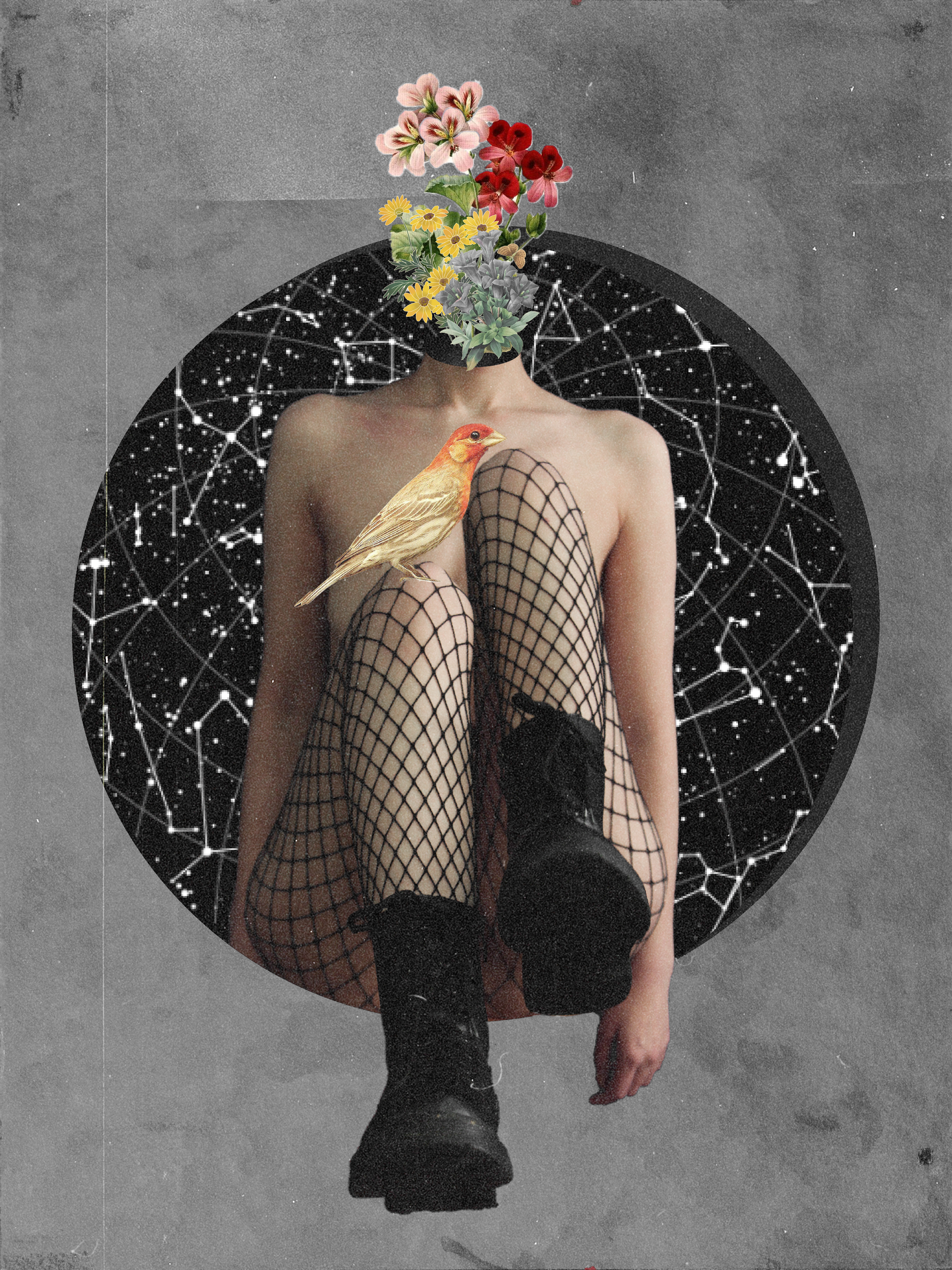 Orchids of the Silent Lodge