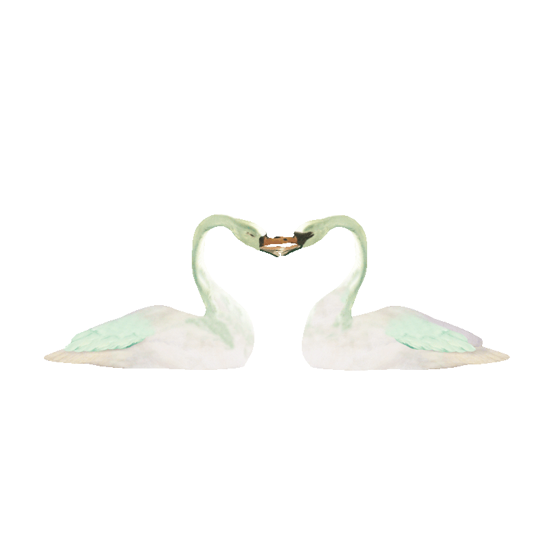 Swans in Love
